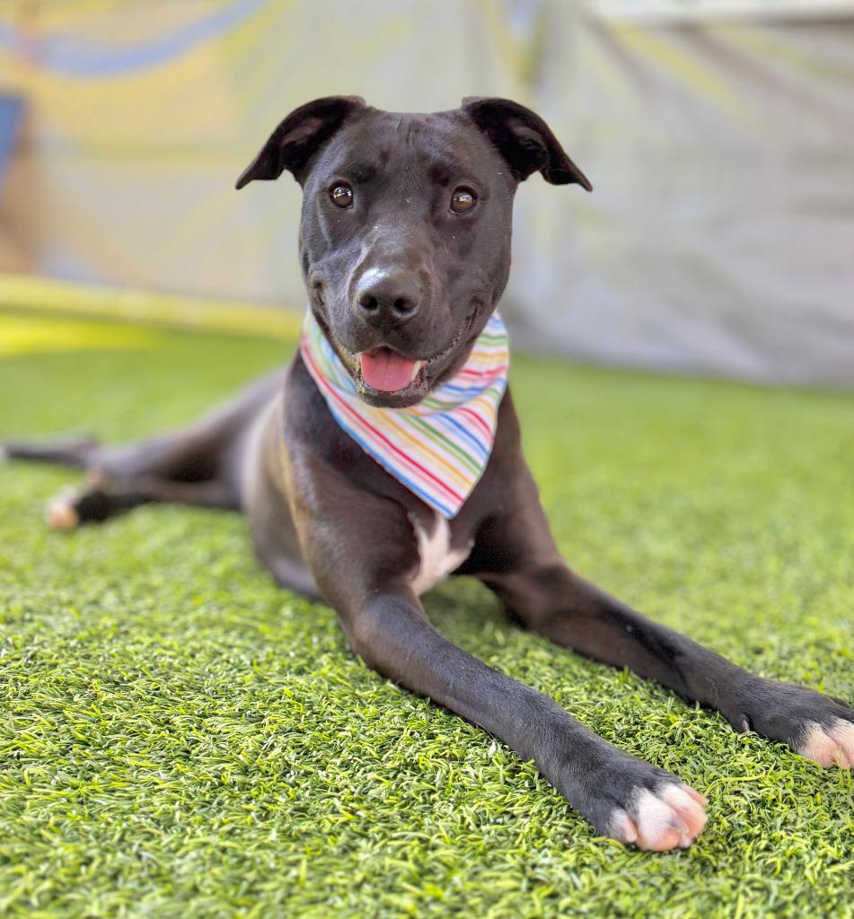 Elsie, a Adoptable mixed breed in Ellijay, GA image 1/2