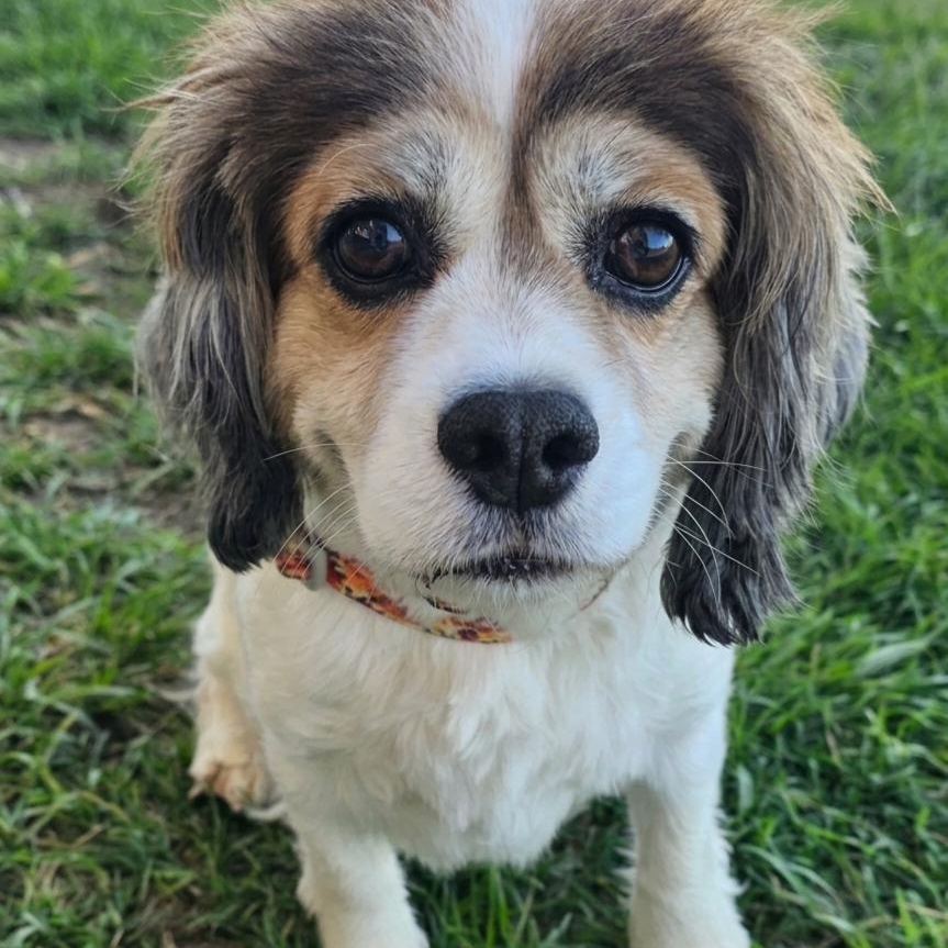 Boomer , adopted, Adult Male Cavalier King Charles Spaniel.