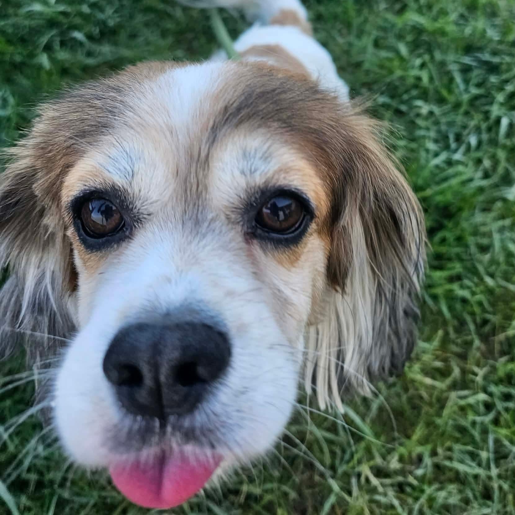 Enlarge Boomer , an adopted Cavalier King Charles Spaniel in Minooka, IL image 2/4