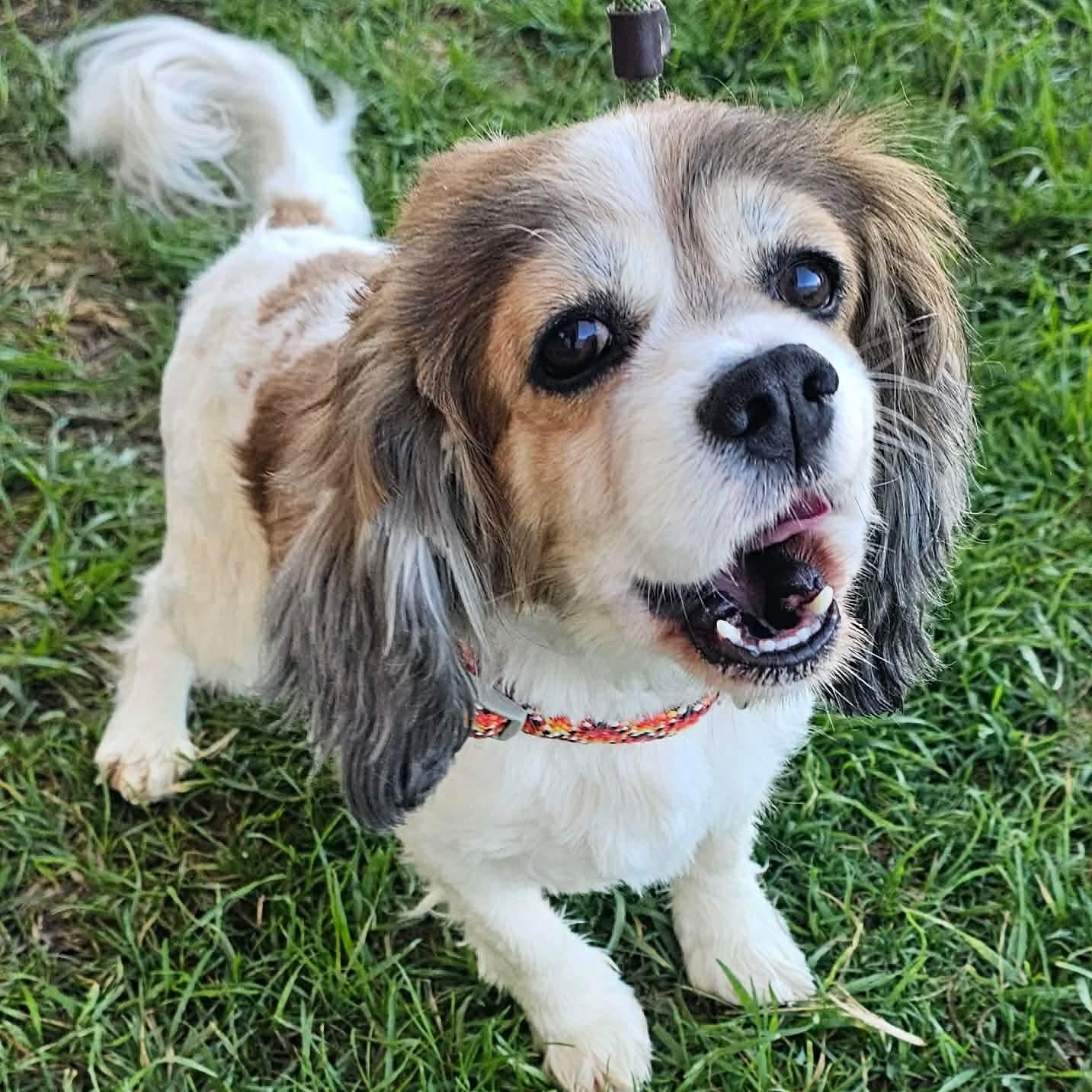 Enlarge Boomer , an adopted Cavalier King Charles Spaniel in Minooka, IL image 3/4