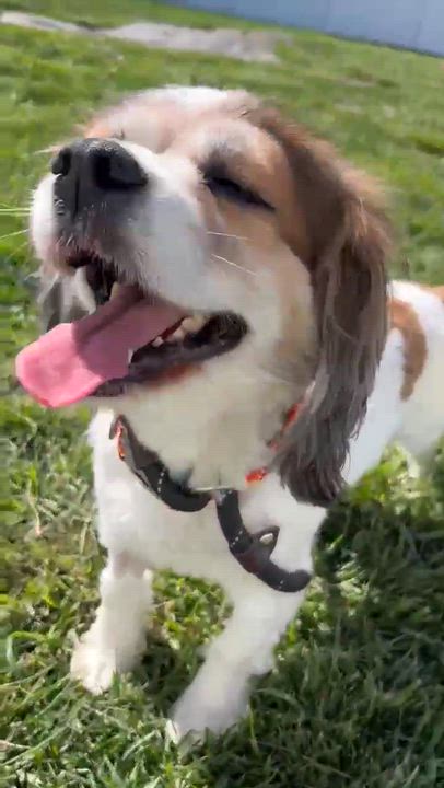 Enlarge Boomer , an adopted Cavalier King Charles Spaniel in Minooka, IL video 4/4