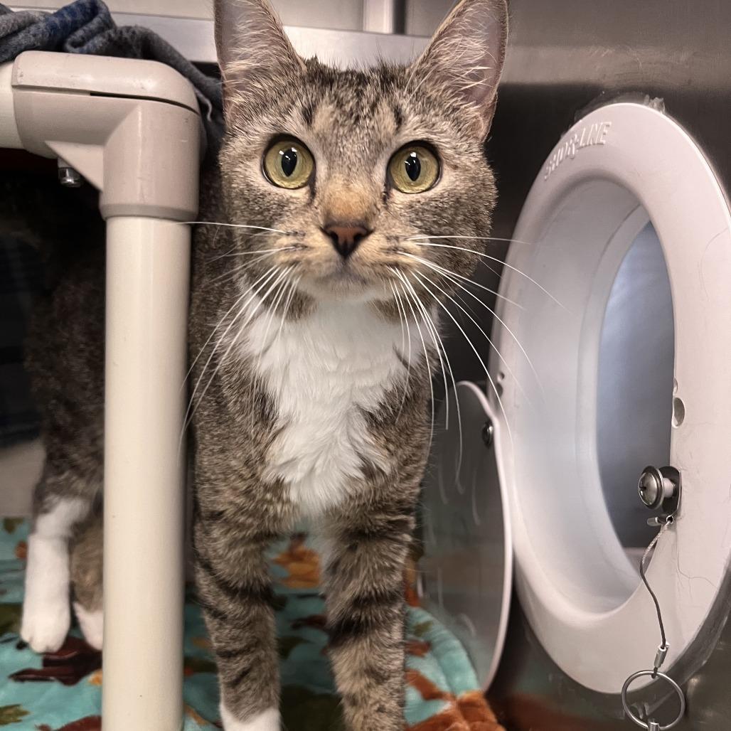 Cello, Adoptable, Adult Female Domestic Short Hair.