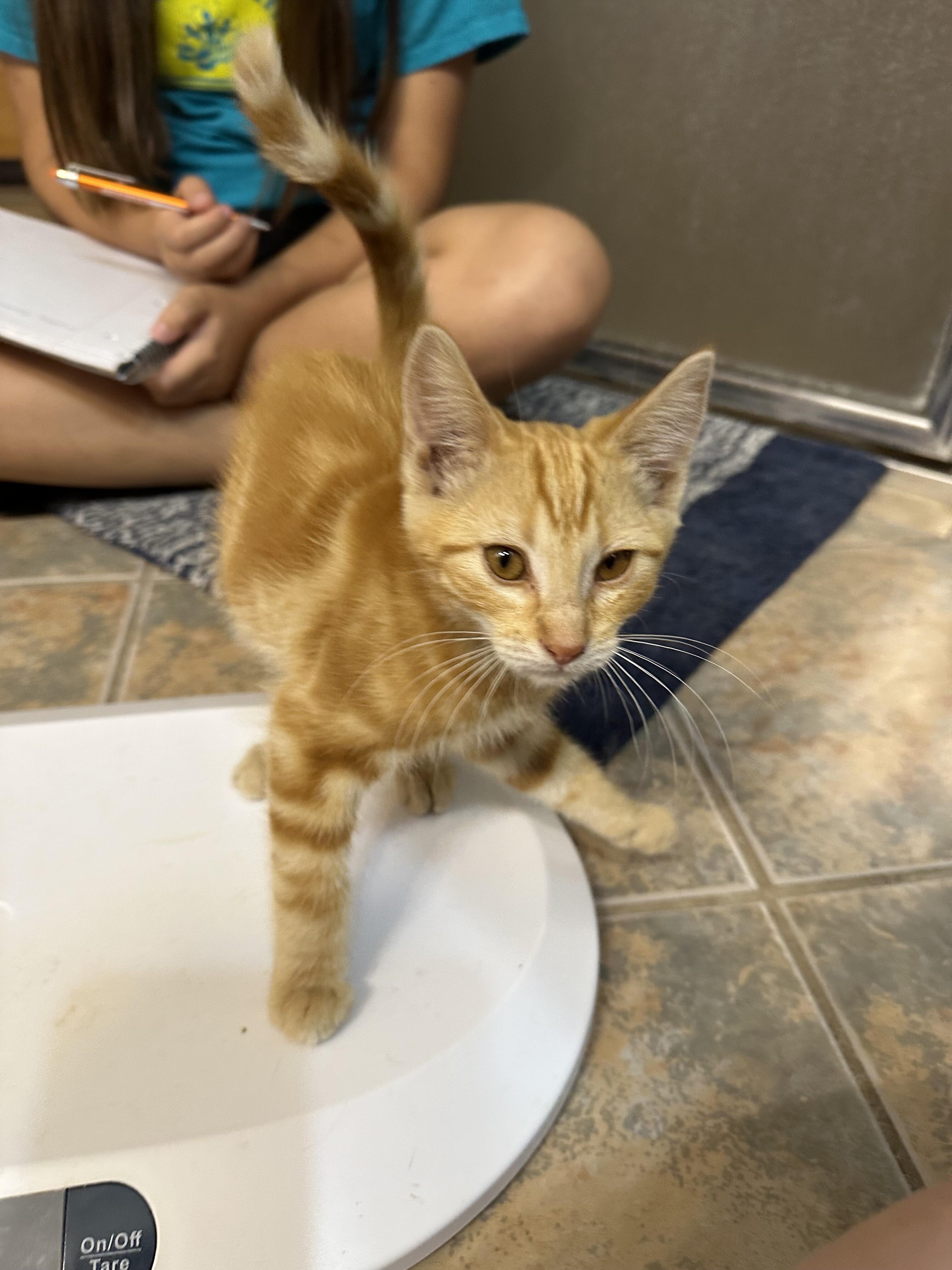 Aladdin, a Adoptable Tabby in Kennewick, WA image 2/3