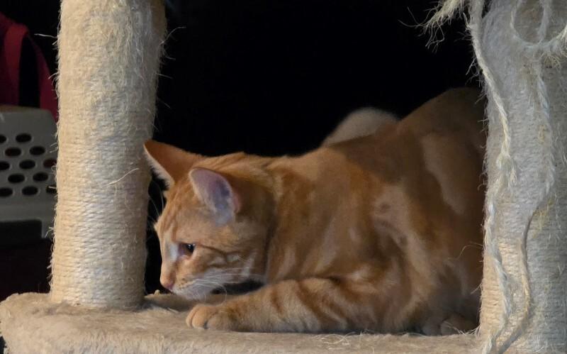 Aladdin, a Adoptable Tabby in Kennewick, WA image 3/3