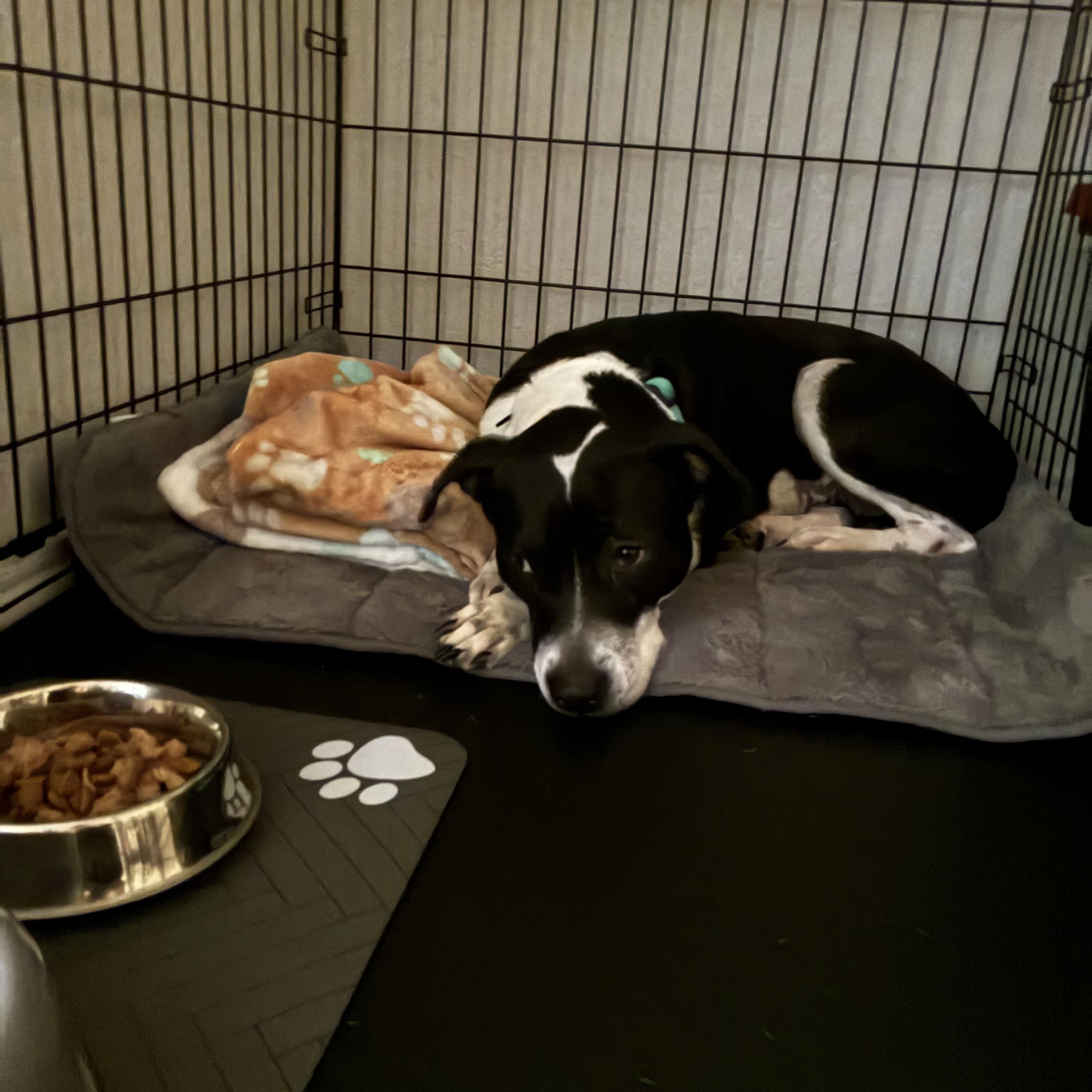 Enlarge Matrix & Astor, a Adoptable American Staffordshire Terrier in Mico, TX image 3/6