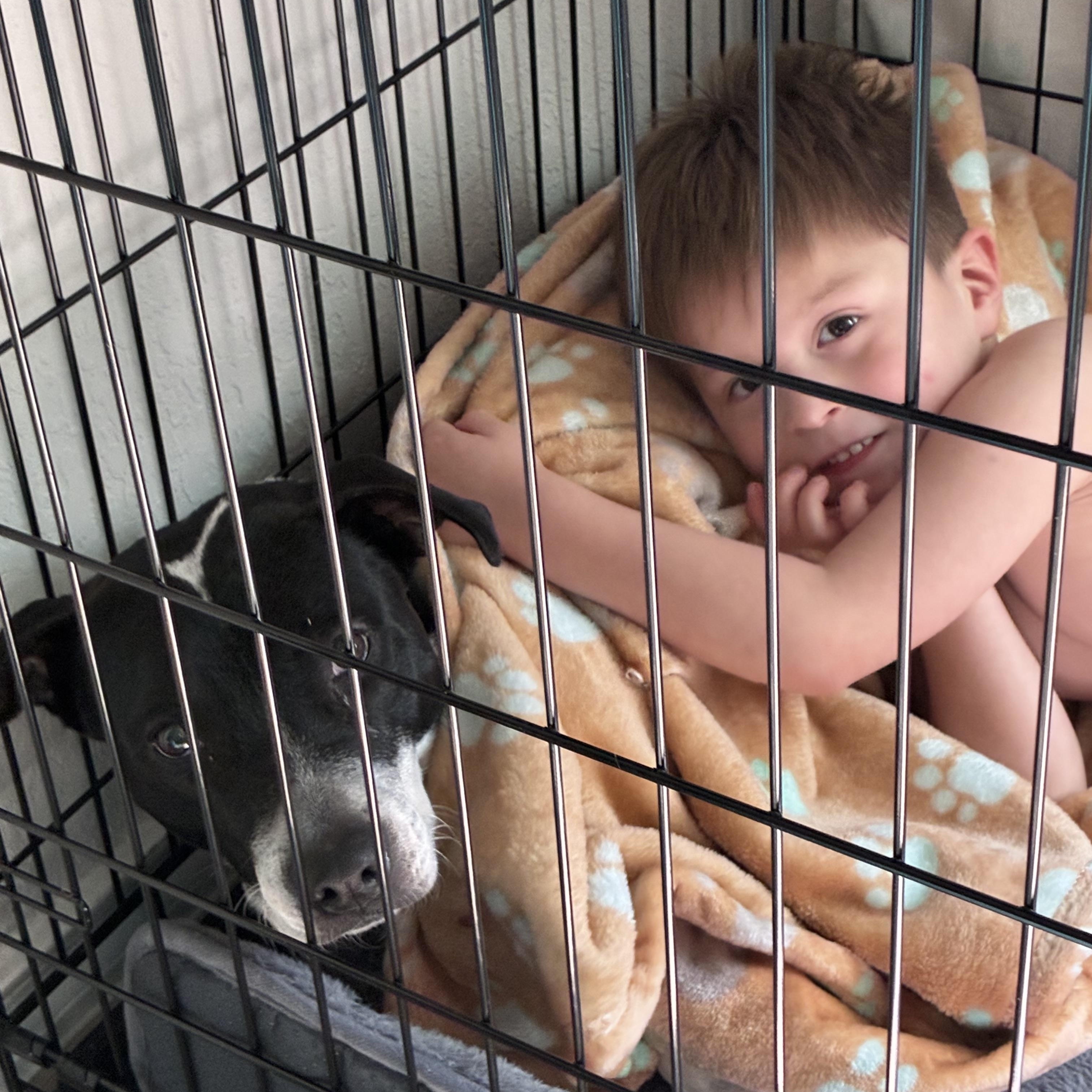 Enlarge Matrix & Astor, a Adoptable American Staffordshire Terrier in Mico, TX image 2/6