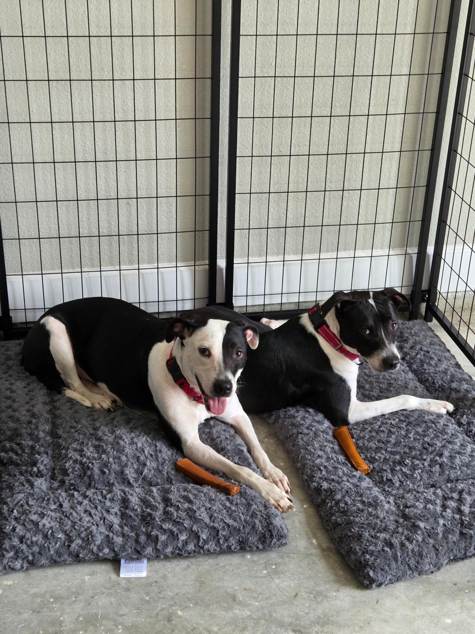 Enlarge Matrix & Astor, a Adoptable American Staffordshire Terrier in Mico, TX image 1/6