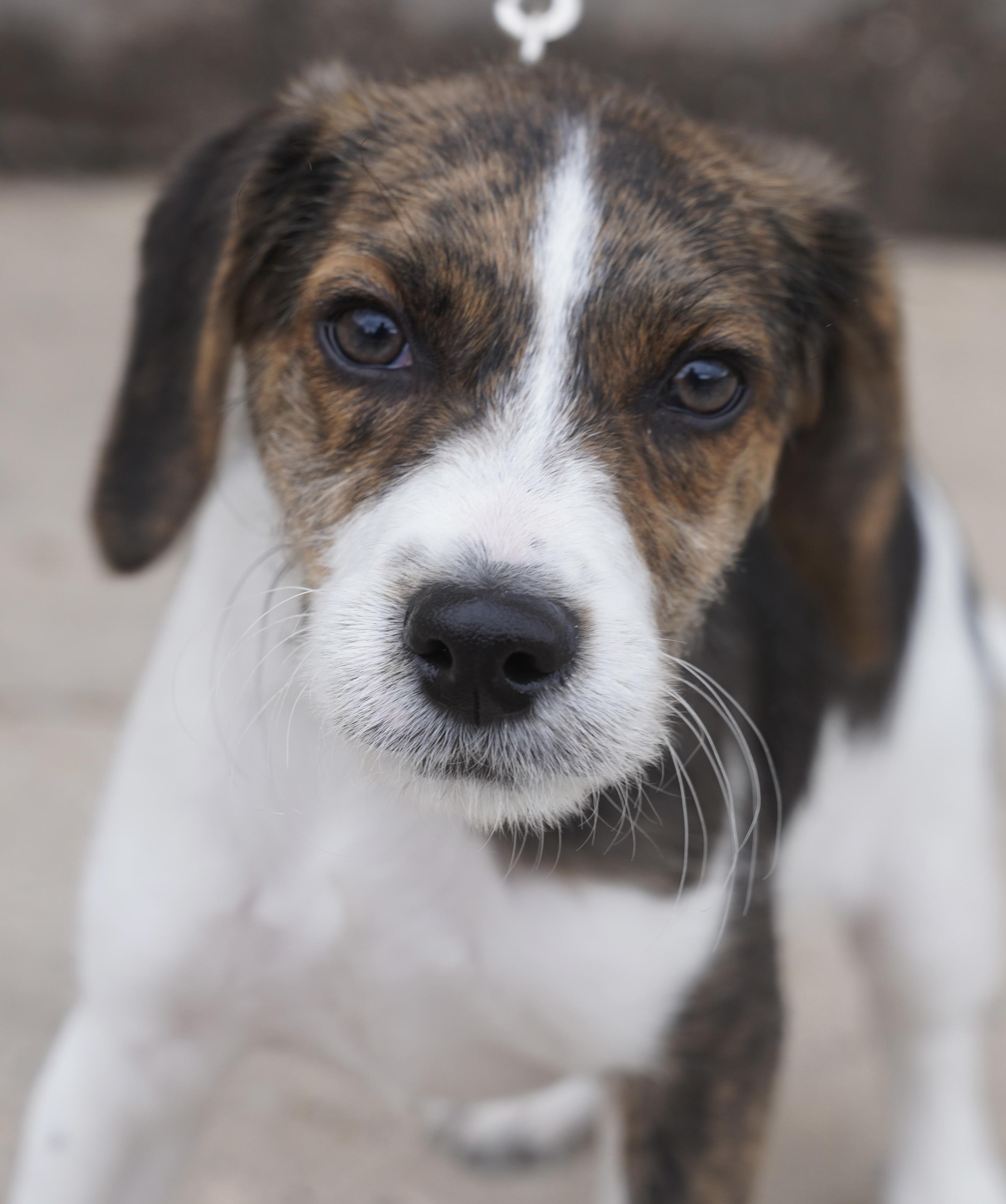 Enlarge The cheesy bunch , a ADOPTABLE mixed breed in Pottsville, PA image 3/5
