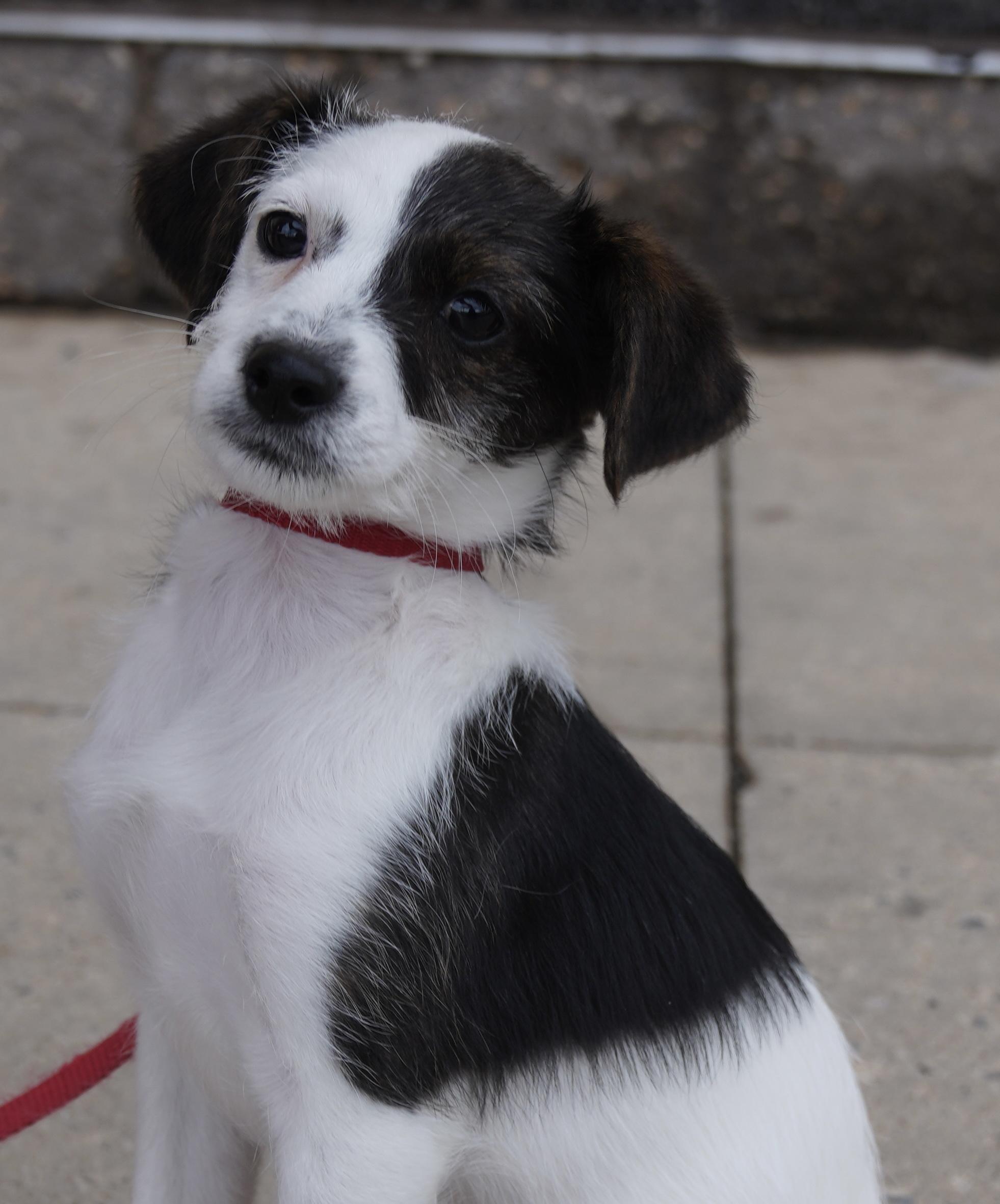 Enlarge The cheesy bunch , a ADOPTABLE mixed breed in Pottsville, PA image 1/5