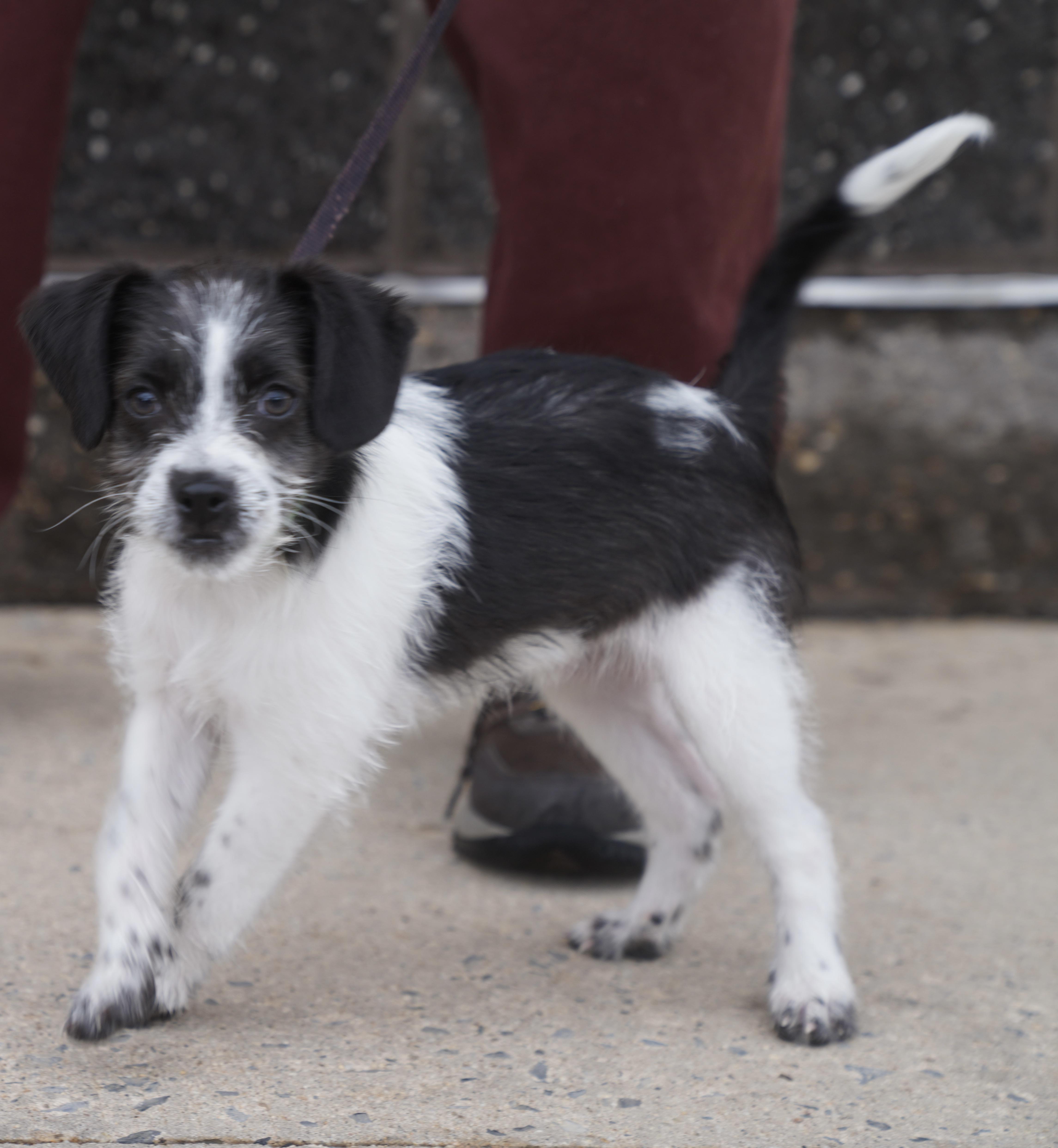 Enlarge The cheesy bunch , a ADOPTABLE mixed breed in Pottsville, PA image 4/5
