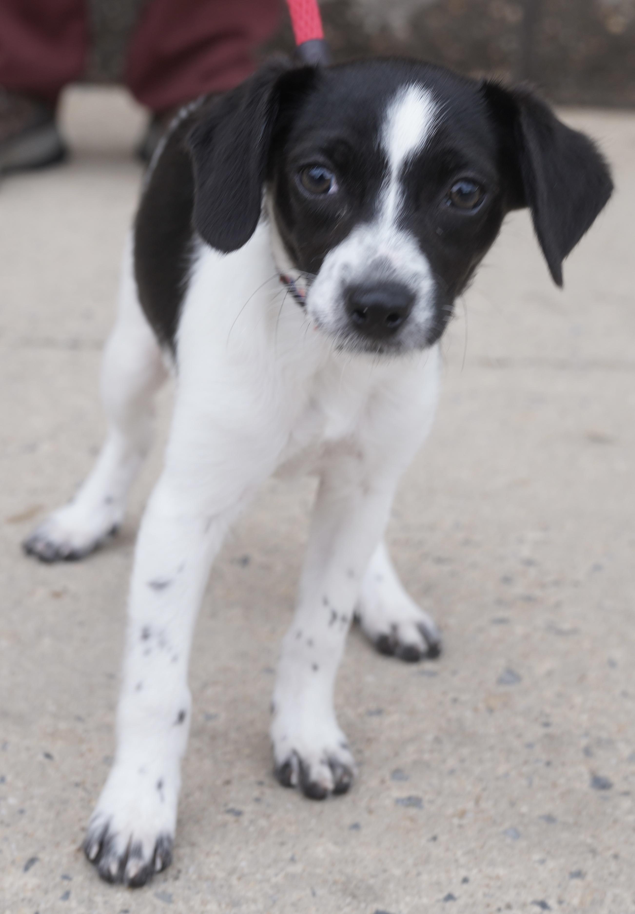 Enlarge The cheesy bunch , a ADOPTABLE mixed breed in Pottsville, PA image 2/5