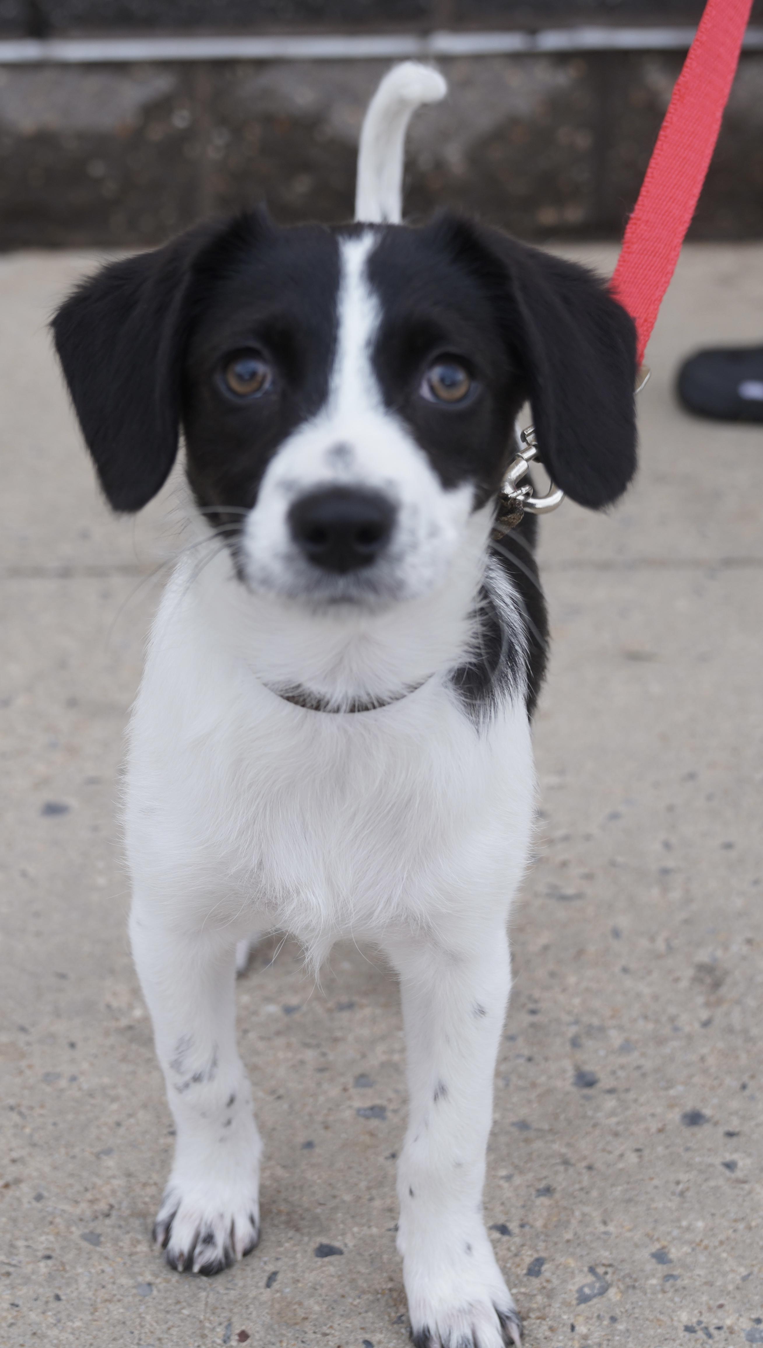 Enlarge The cheesy bunch , a ADOPTABLE mixed breed in Pottsville, PA image 5/5