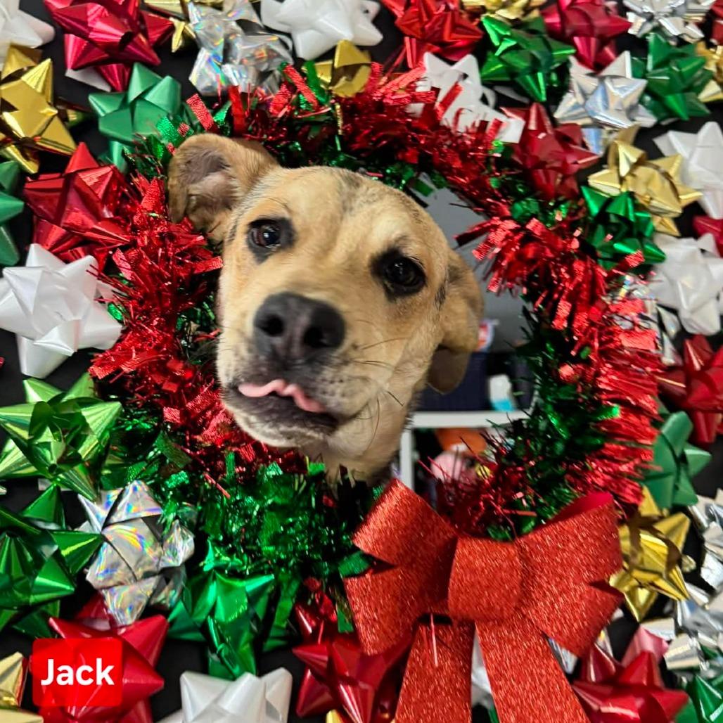 Jack- Chino Hills Location, Adoptable, Young Male Shepherd.