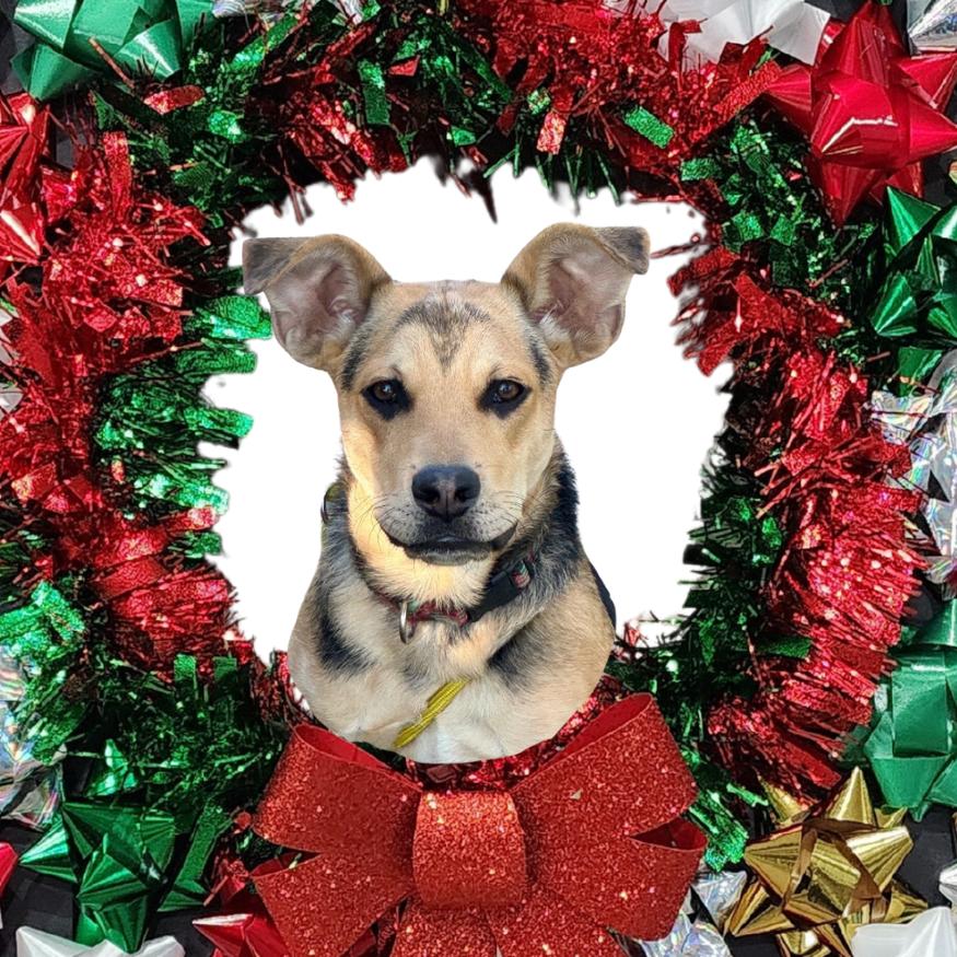 Enlarge Jack- Chino Hills Location, a Adoptable mixed breed in Chino Hills, CA image 2/5