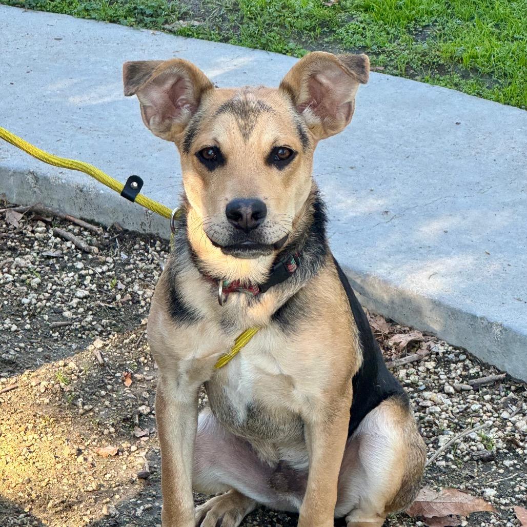 Enlarge Jack- Chino Hills Location, a Adoptable mixed breed in Chino Hills, CA image 3/5