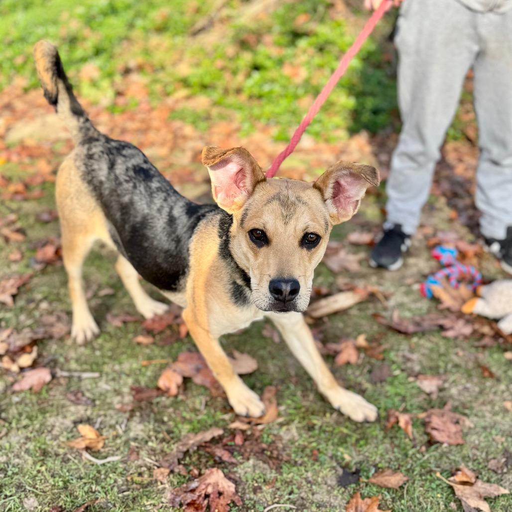 Enlarge Jack- Chino Hills Location, a Adoptable mixed breed in Chino Hills, CA image 4/5