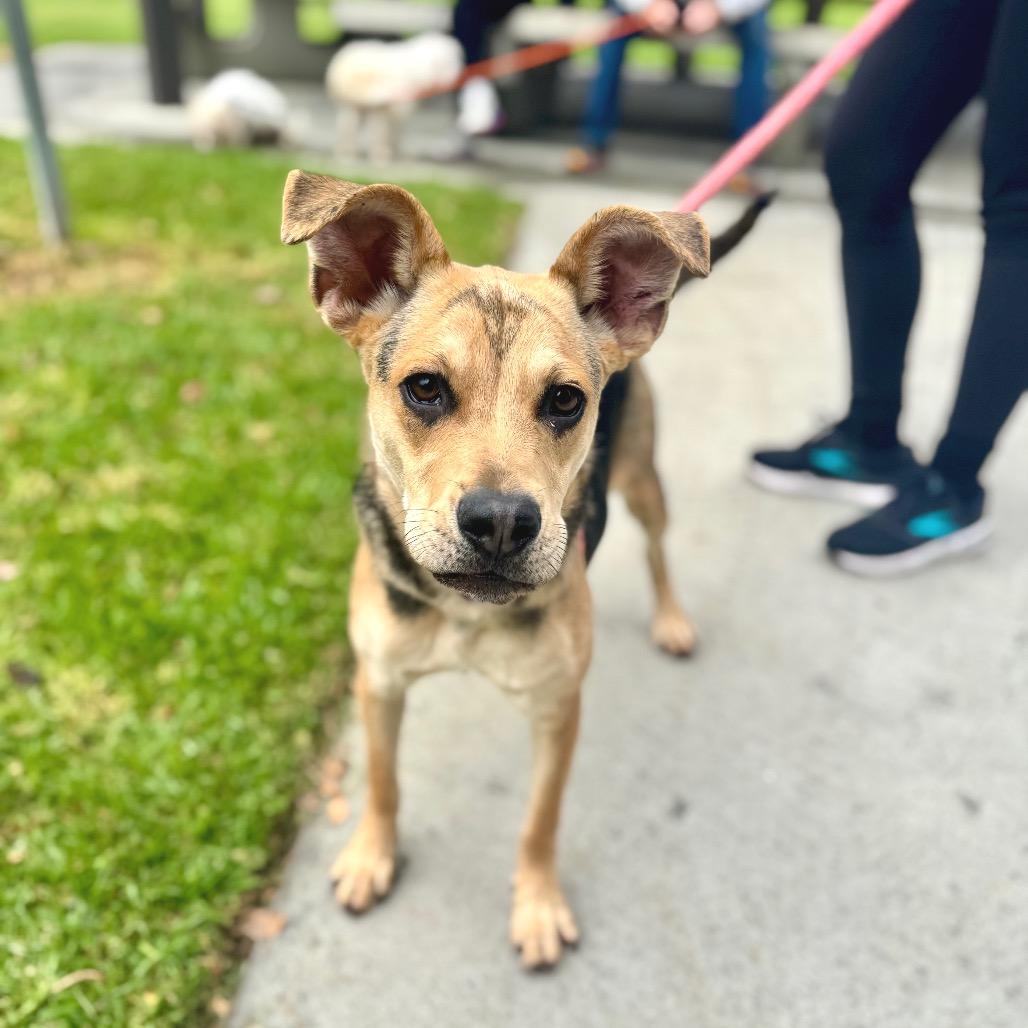 Enlarge Jack- Chino Hills Location, a Adoptable mixed breed in Chino Hills, CA image 5/5
