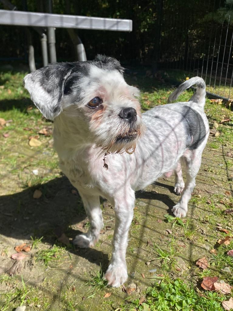 Enlarge Mushroom, a Adoptable mixed breed in Fall River, MA image 1/6