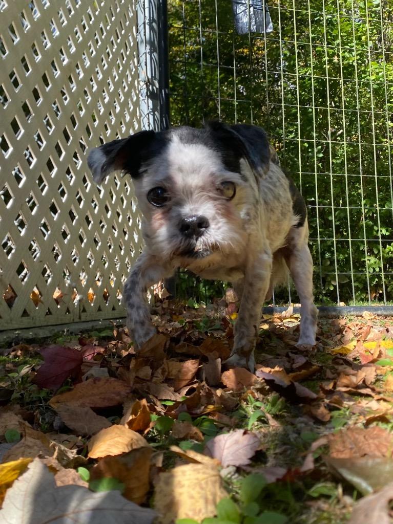 Enlarge Mushroom, a Adoptable mixed breed in Fall River, MA image 2/6