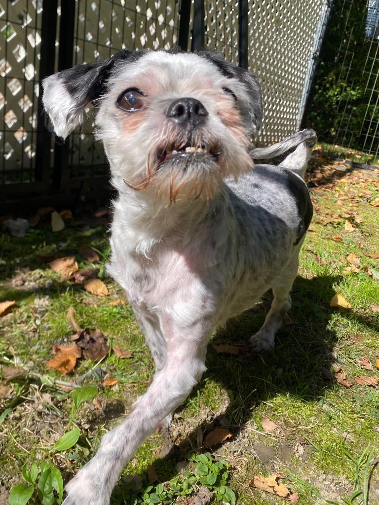 Enlarge Mushroom, a Adoptable mixed breed in Fall River, MA image 4/6