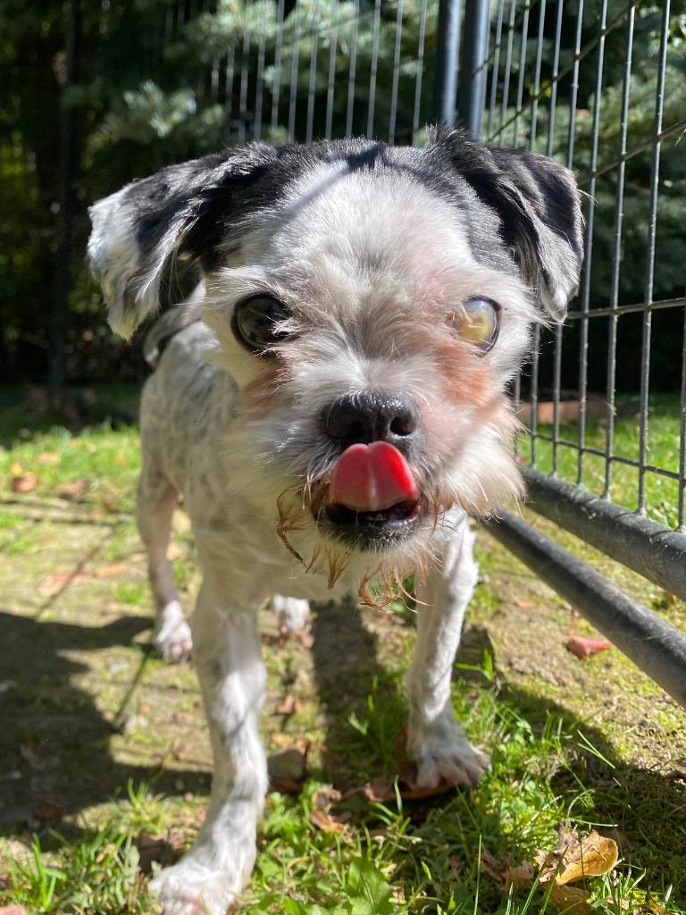 Enlarge Mushroom, a Adoptable mixed breed in Fall River, MA image 5/6