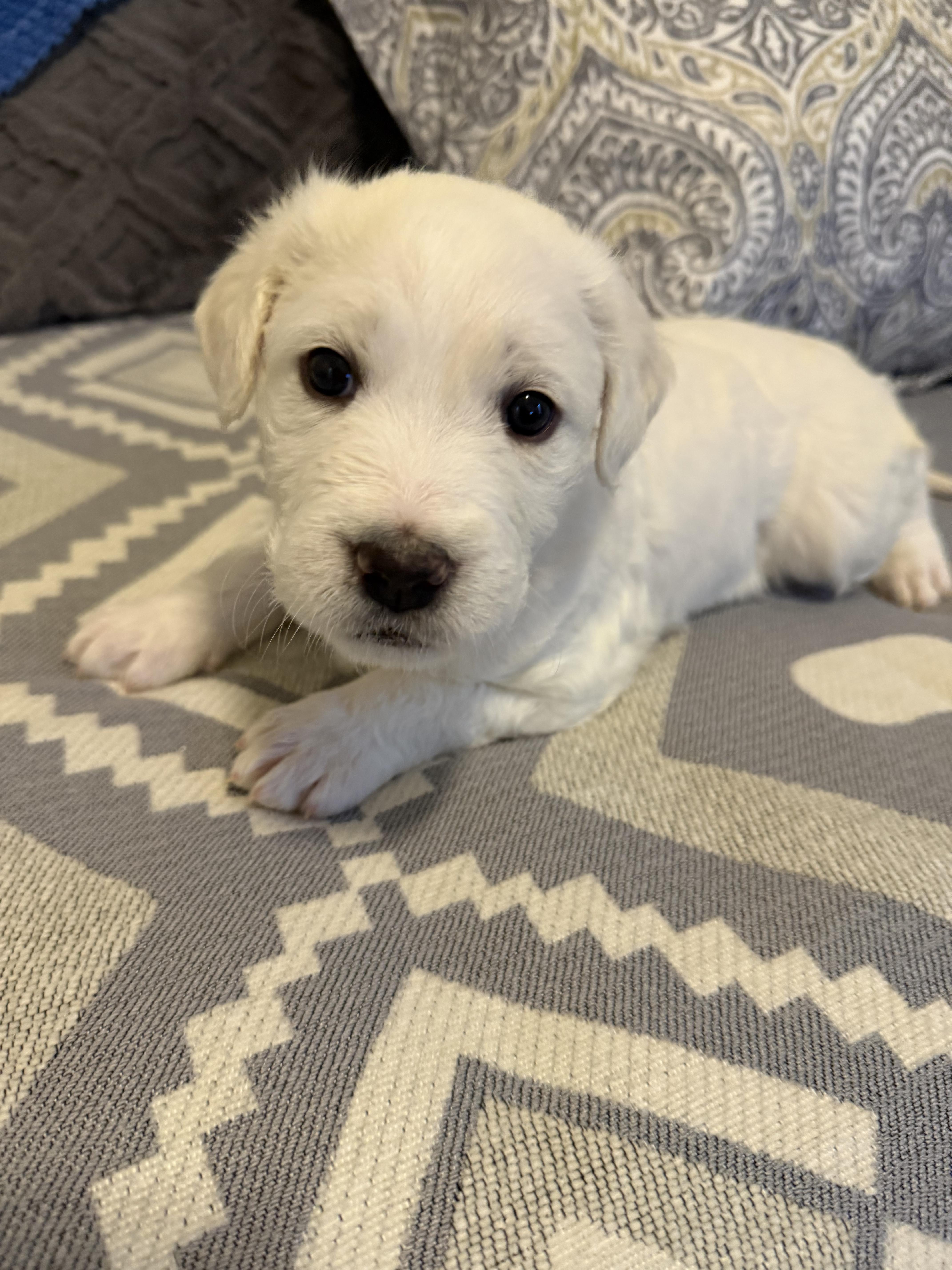 Felix, Adoptable, Puppy Male Labrador Retriever.