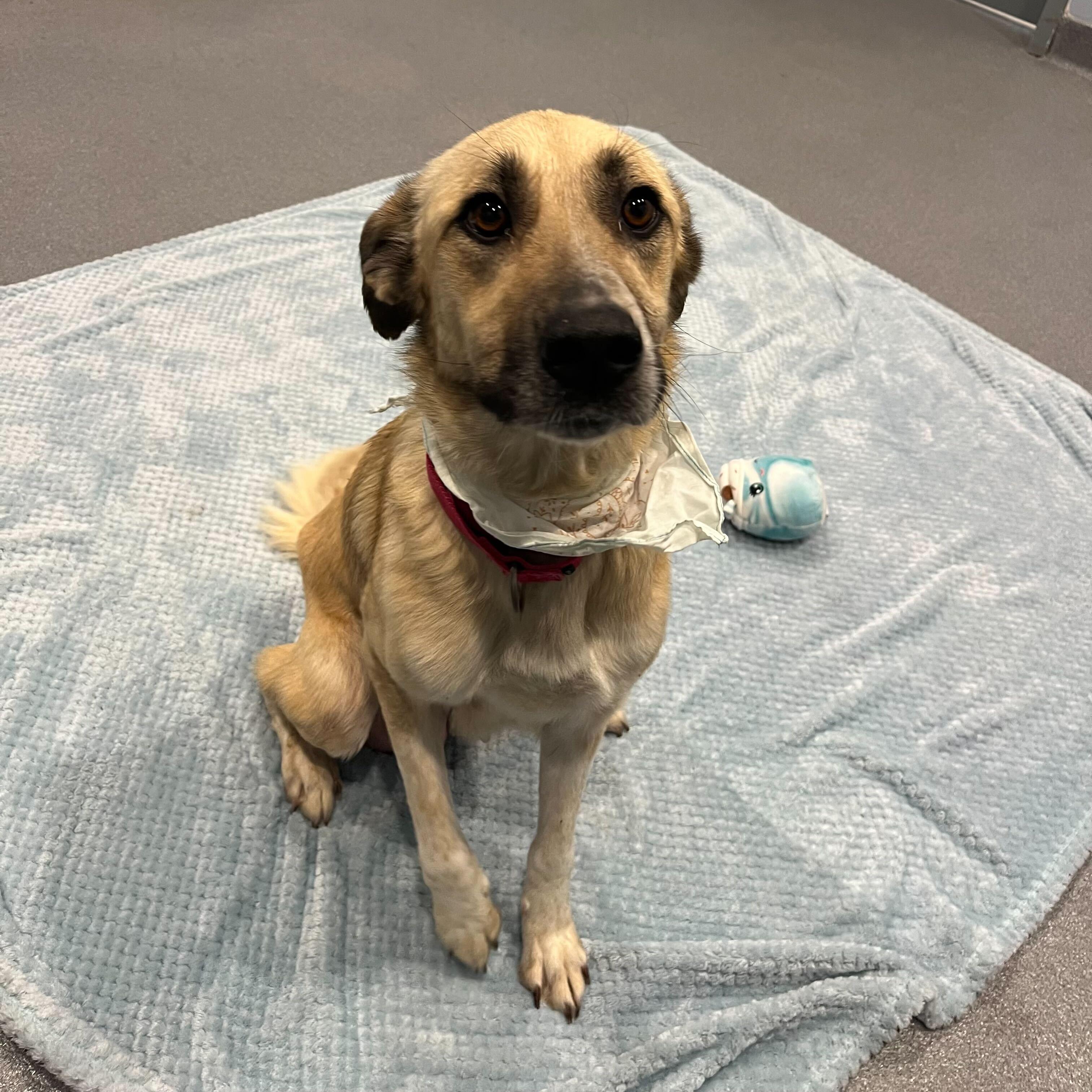 Debbie, a ADOPTABLE mixed breed in Canal Winchester, OH image 5/5