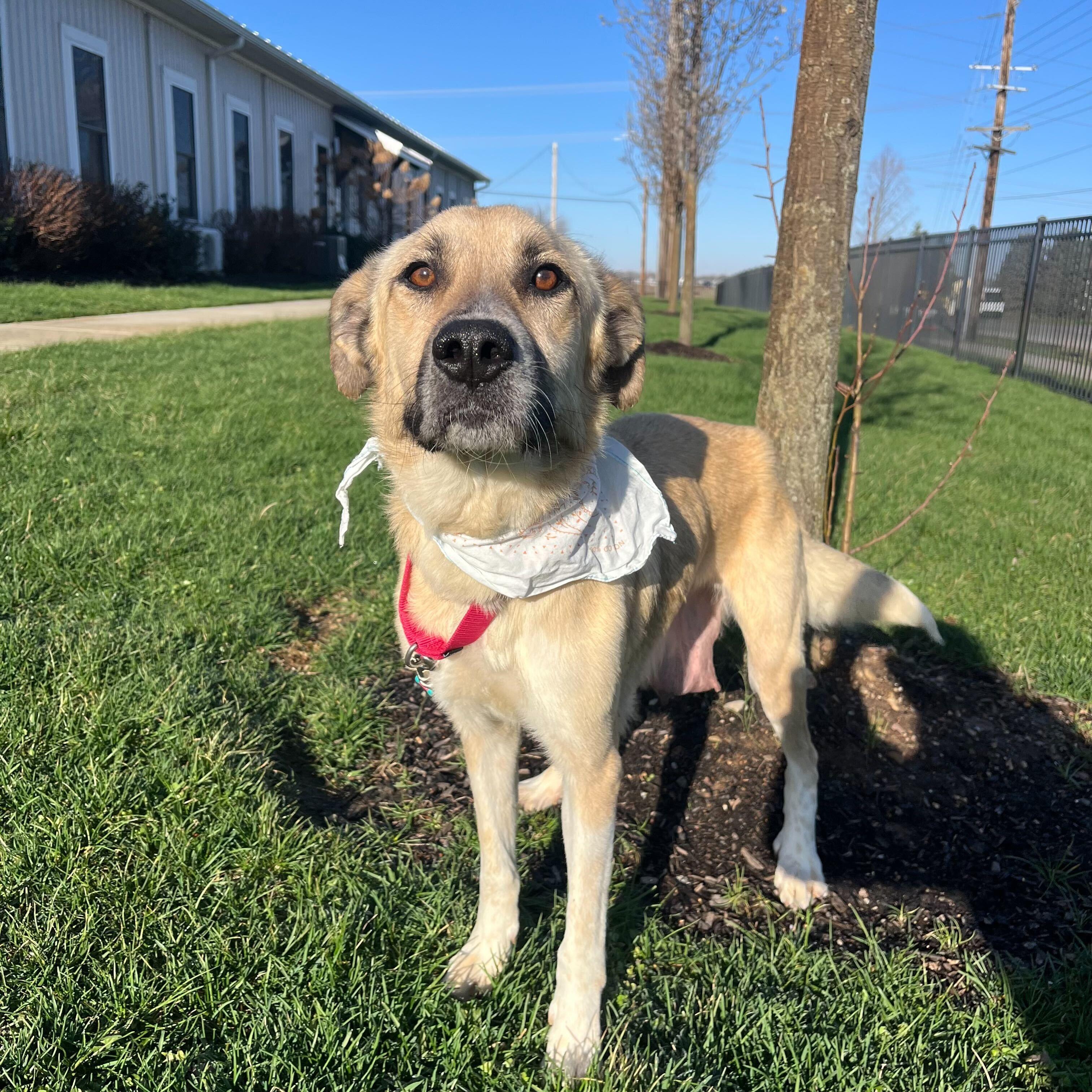 Debbie, a ADOPTABLE mixed breed in Canal Winchester, OH image 4/5
