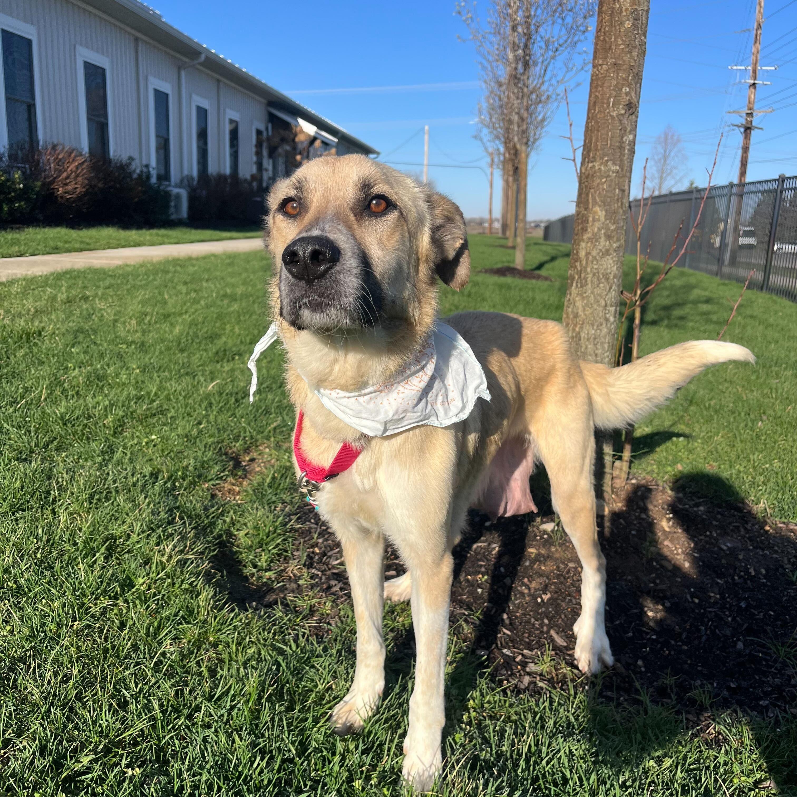 Debbie, a ADOPTABLE mixed breed in Canal Winchester, OH image 3/5