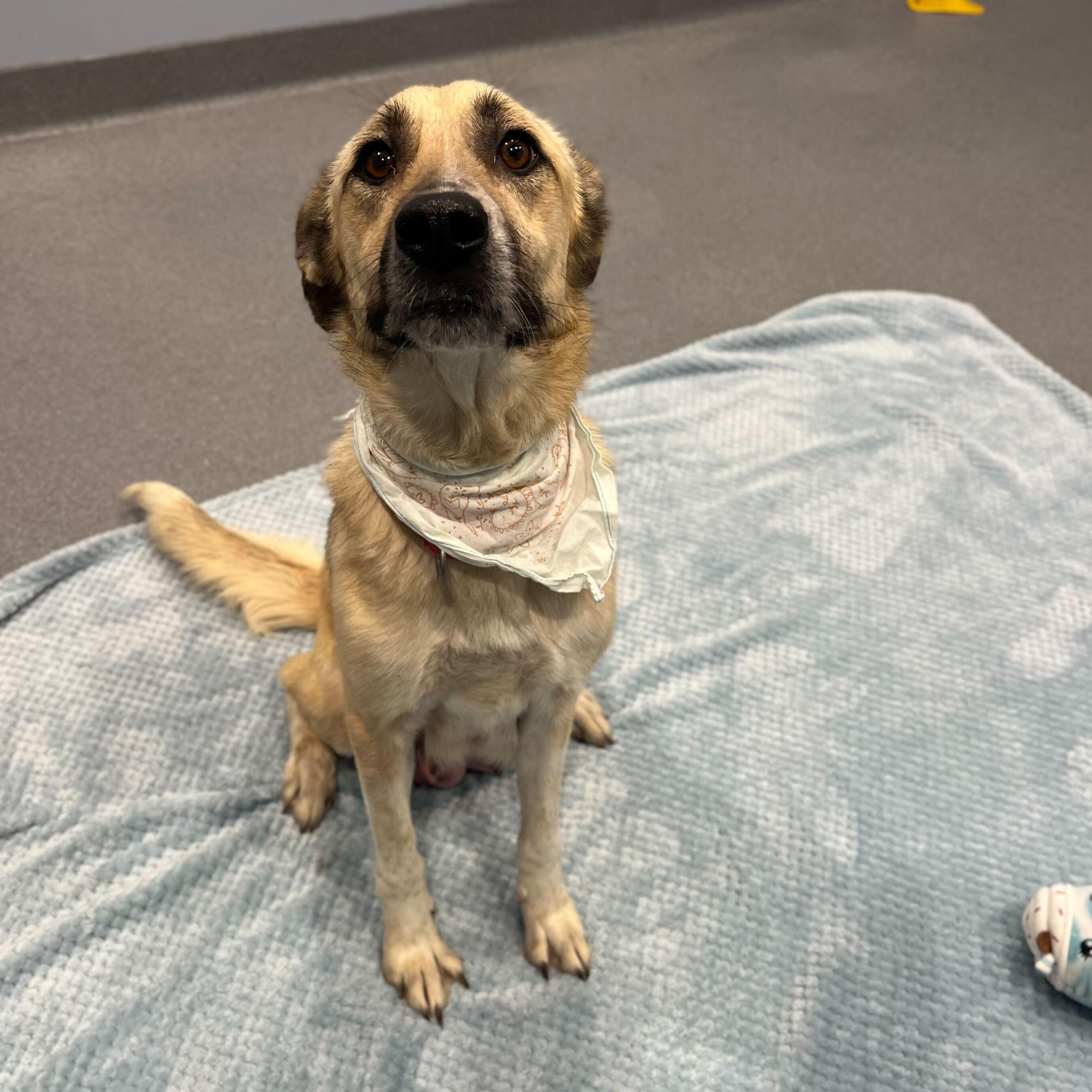 Debbie, a ADOPTABLE mixed breed in Canal Winchester, OH image 2/5