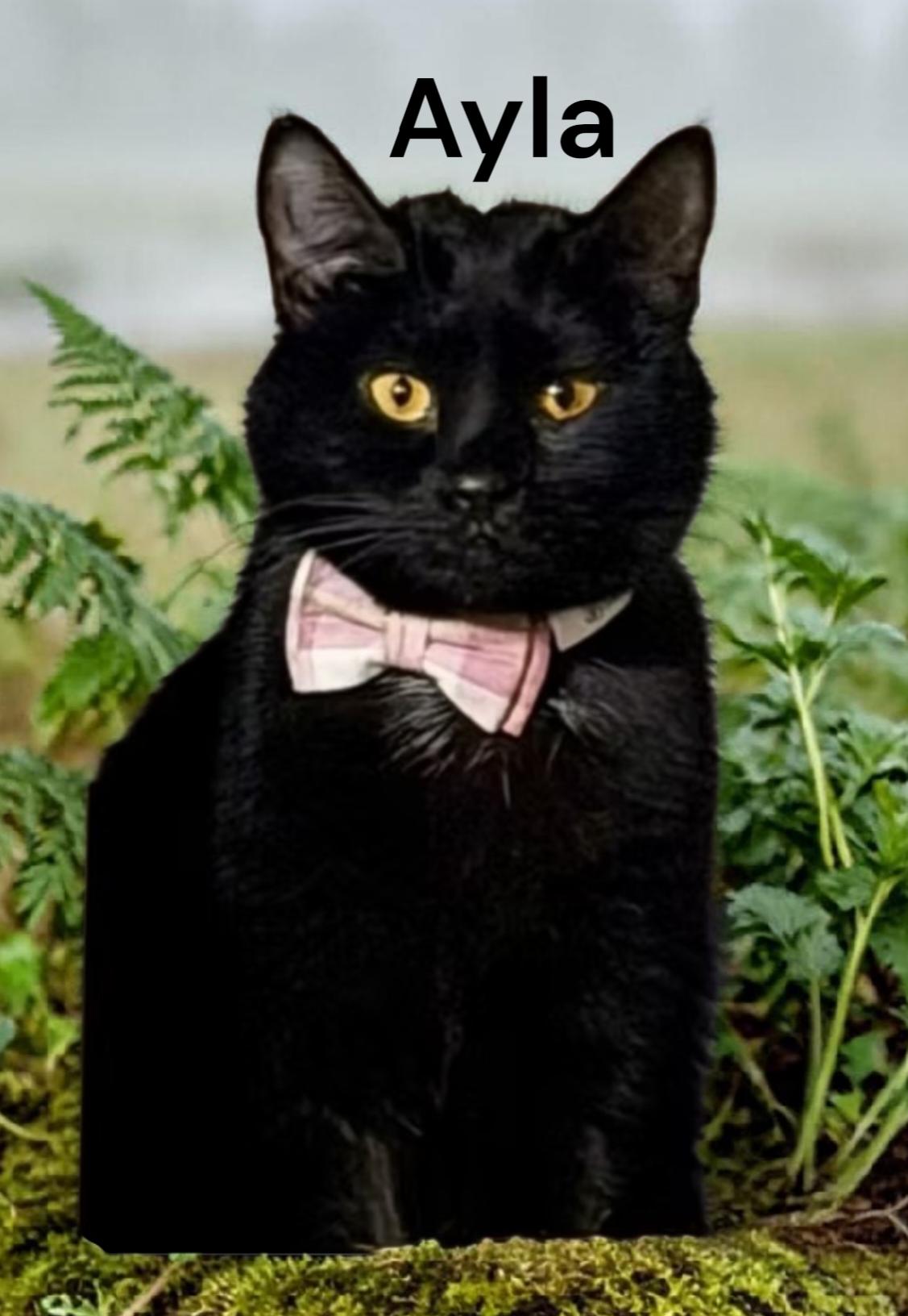 Enlarge Ayla, a Adoptable Domestic Short Hair in Newport News, VA image 1/3