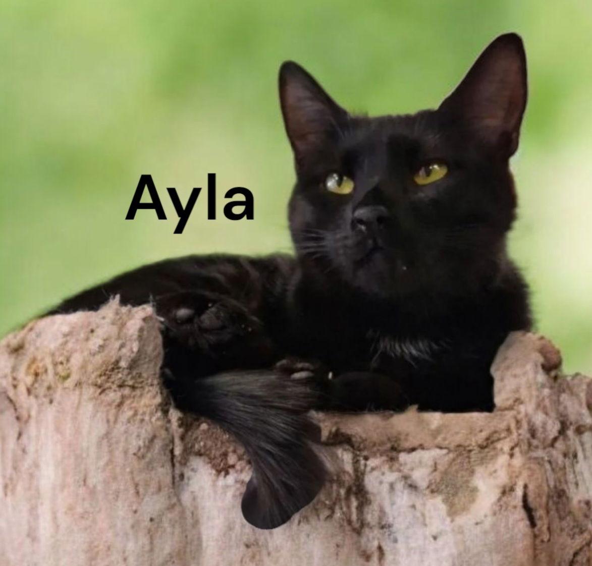 Enlarge Ayla, a Adoptable Domestic Short Hair in Weems, VA image 1/3
