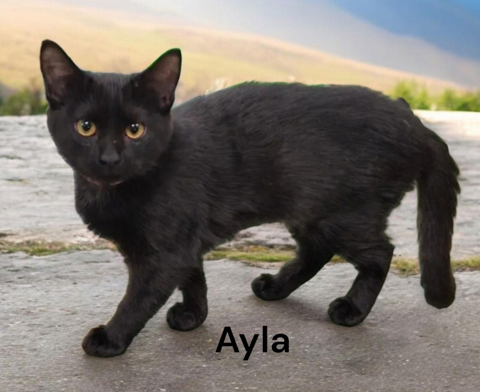 Enlarge Ayla, a Adoptable Domestic Short Hair in Weems, VA image 2/3