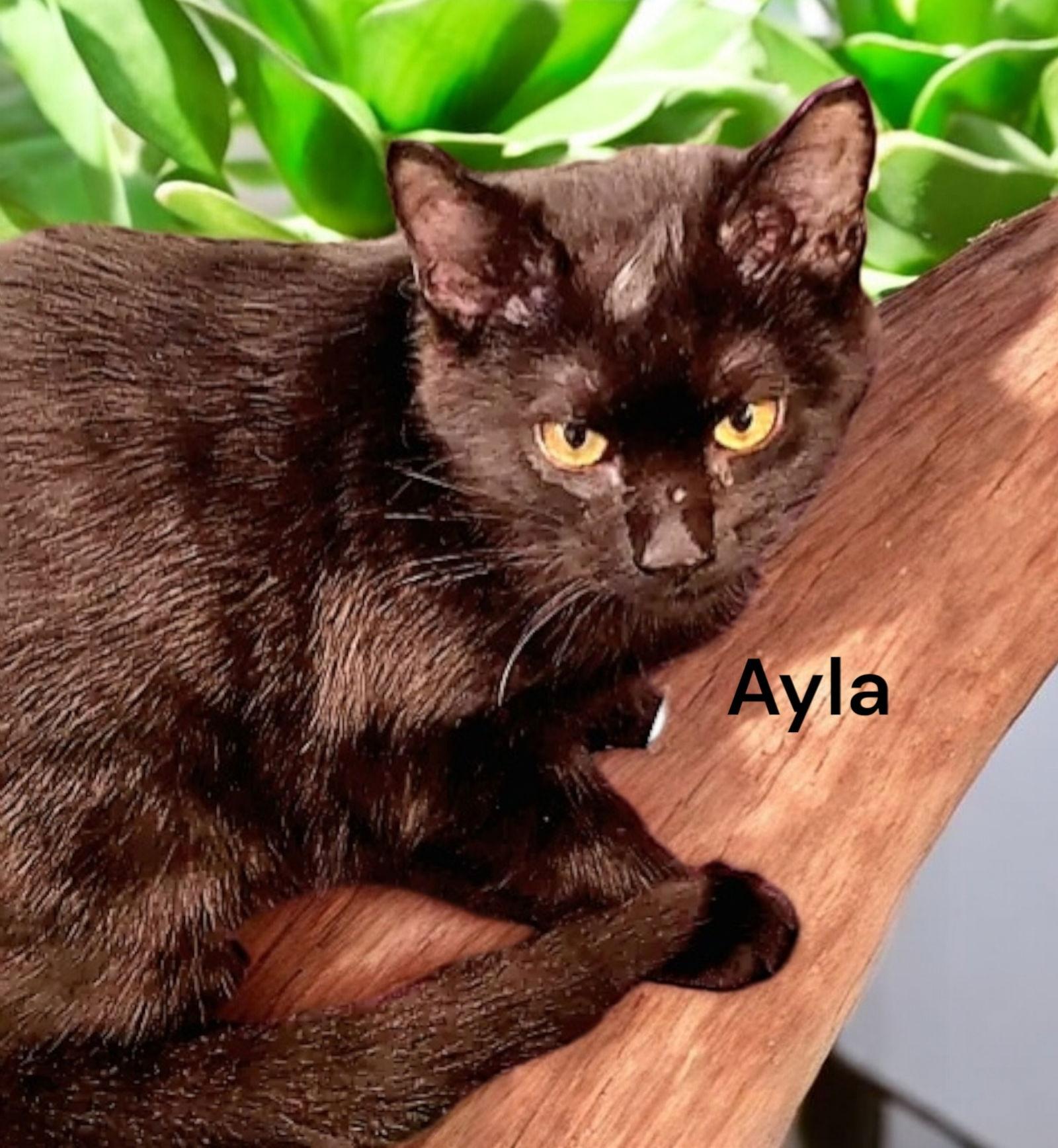 Enlarge Ayla, a Adoptable Domestic Short Hair in Weems, VA image 3/3