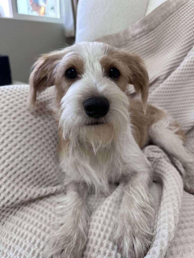 Enlarge Baxter, a Adoptable mixed breed in Mission Viejo, CA image 1/2