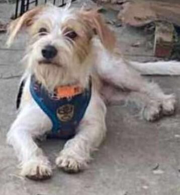 Enlarge Baxter, a Adoptable mixed breed in Mission Viejo, CA image 2/2