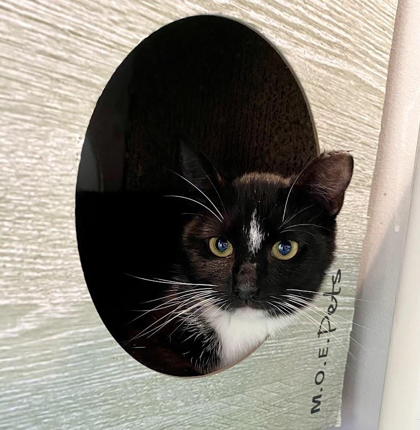 Elderweiss, a Adoptable Domestic Short Hair in Lafayette, NJ image 2/4