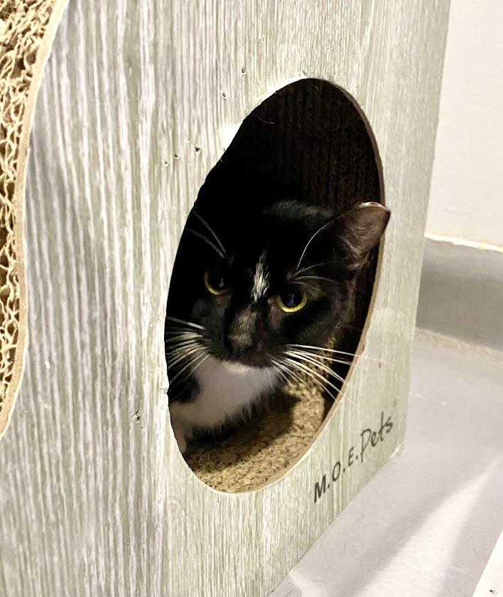 Elderweiss, a Adoptable Domestic Short Hair in Lafayette, NJ image 3/4