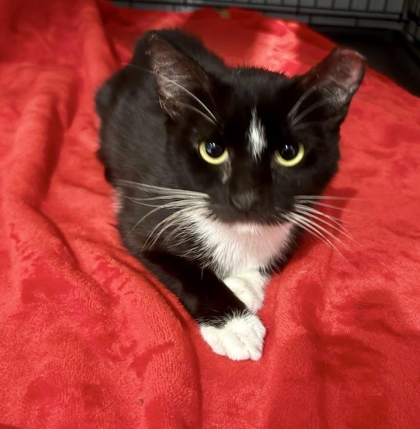 Elderweiss, Adoptable, Young Female Domestic Short Hair.