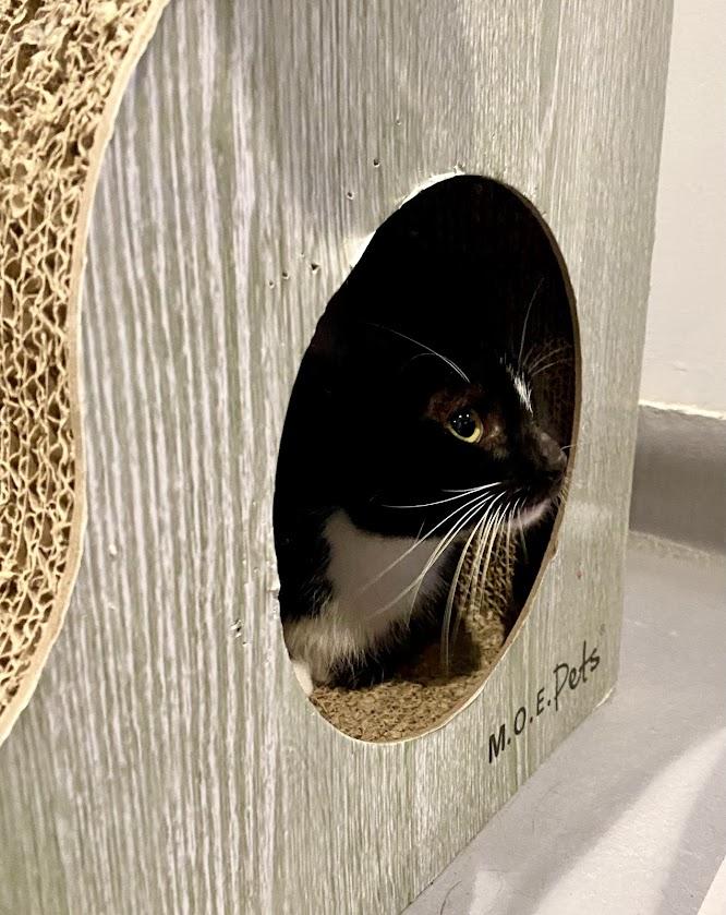 Elderweiss, a Adoptable Domestic Short Hair in Lafayette, NJ image 4/4