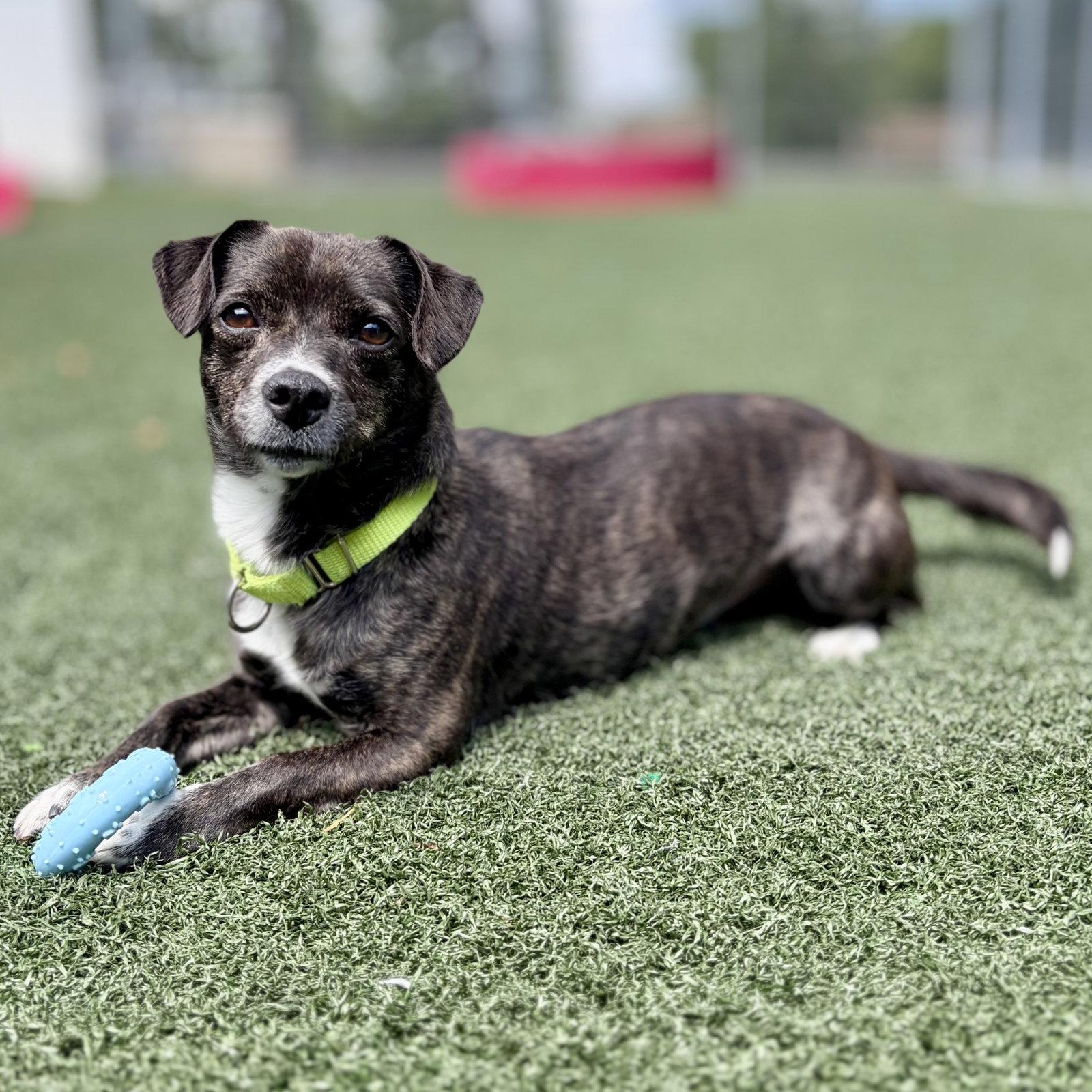 Enlarge Tessa, a Adoptable Terrier in Whitehall, PA image 1/3