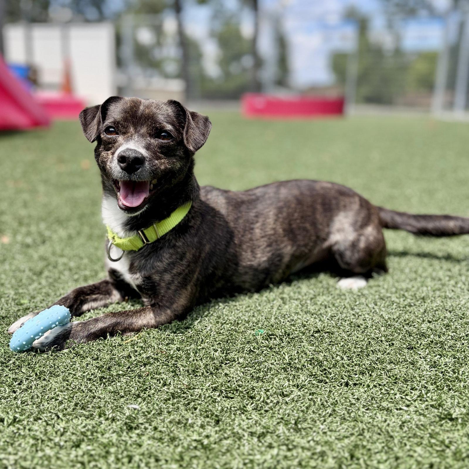 Enlarge Tessa, a Adoptable Terrier in Whitehall, PA image 2/3