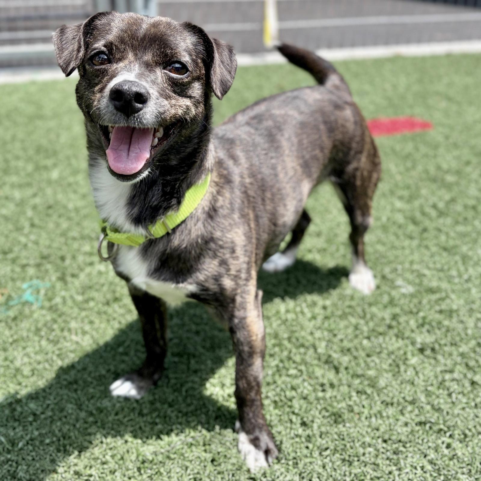 Enlarge Tessa, a Adoptable Terrier in Whitehall, PA image 3/3