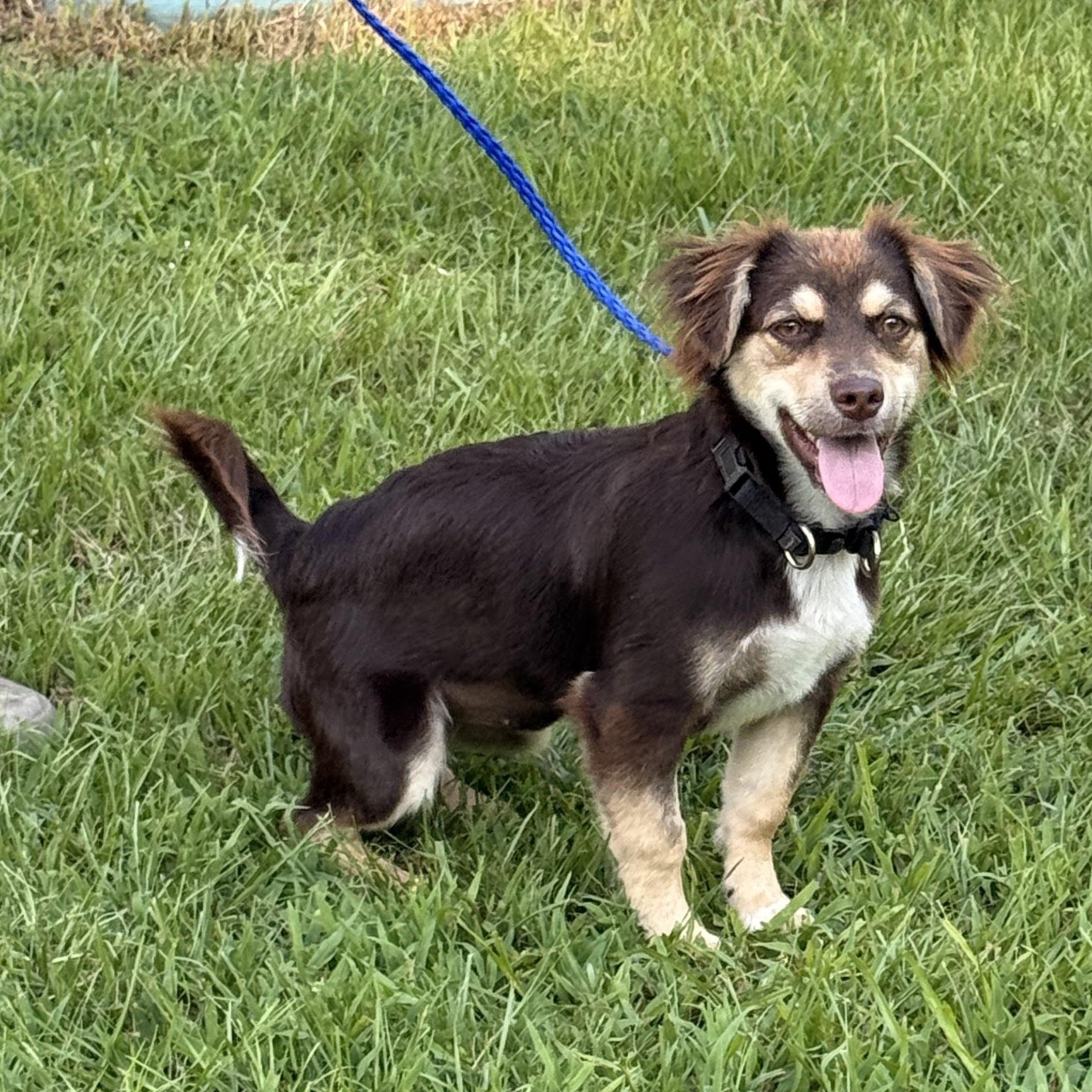 Enlarge Poppie, a ADOPTABLE mixed breed in Texarkana, TX image 2/6