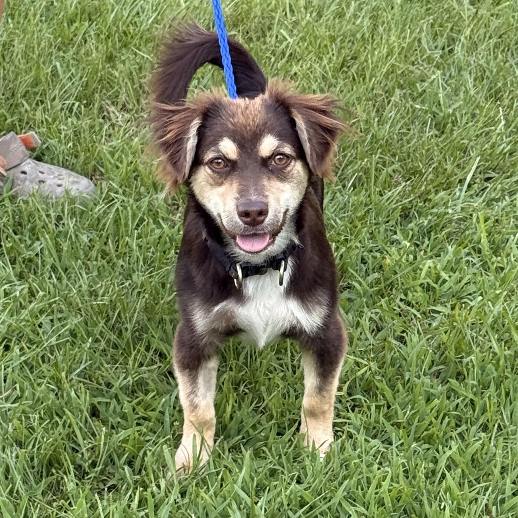 Enlarge Poppie, a ADOPTABLE mixed breed in Texarkana, TX image 3/6