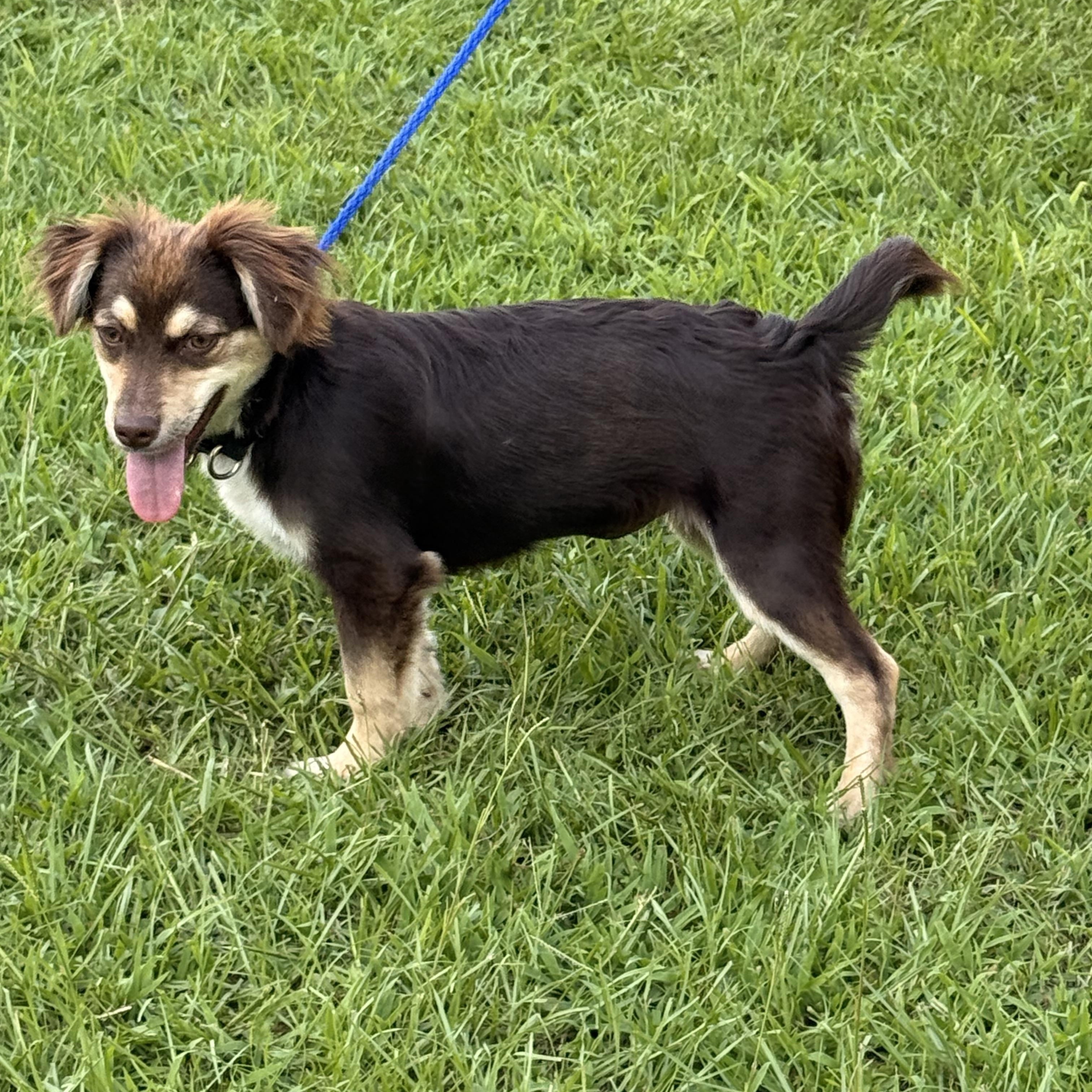 Enlarge Poppie, a ADOPTABLE mixed breed in Texarkana, TX image 1/6