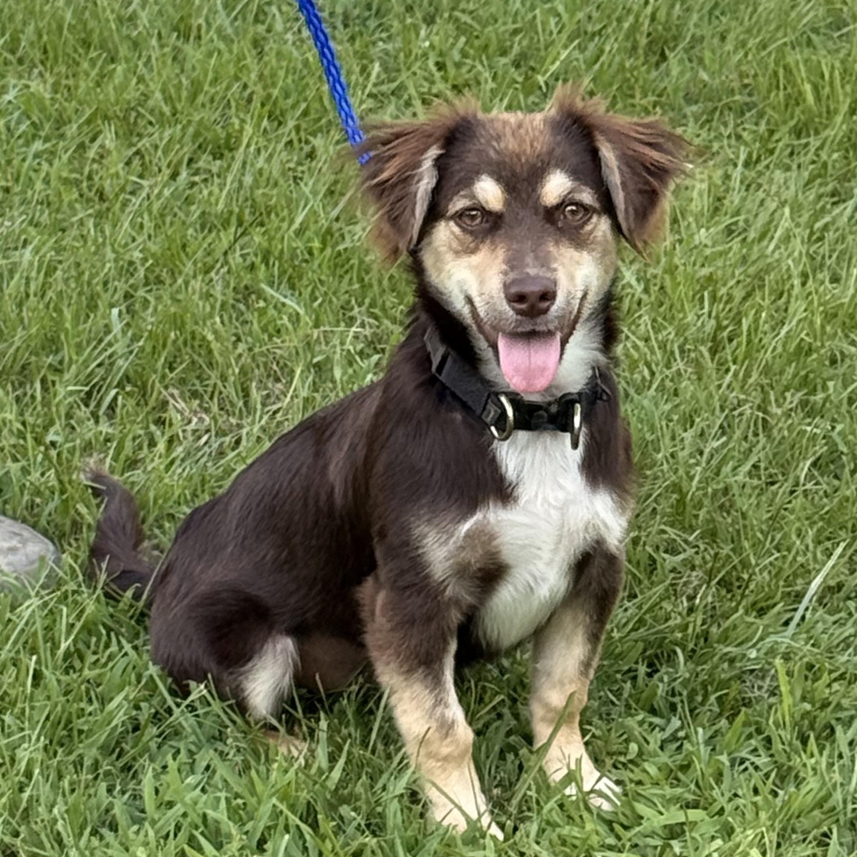 Enlarge Poppie, a ADOPTABLE mixed breed in Texarkana, TX image 4/6