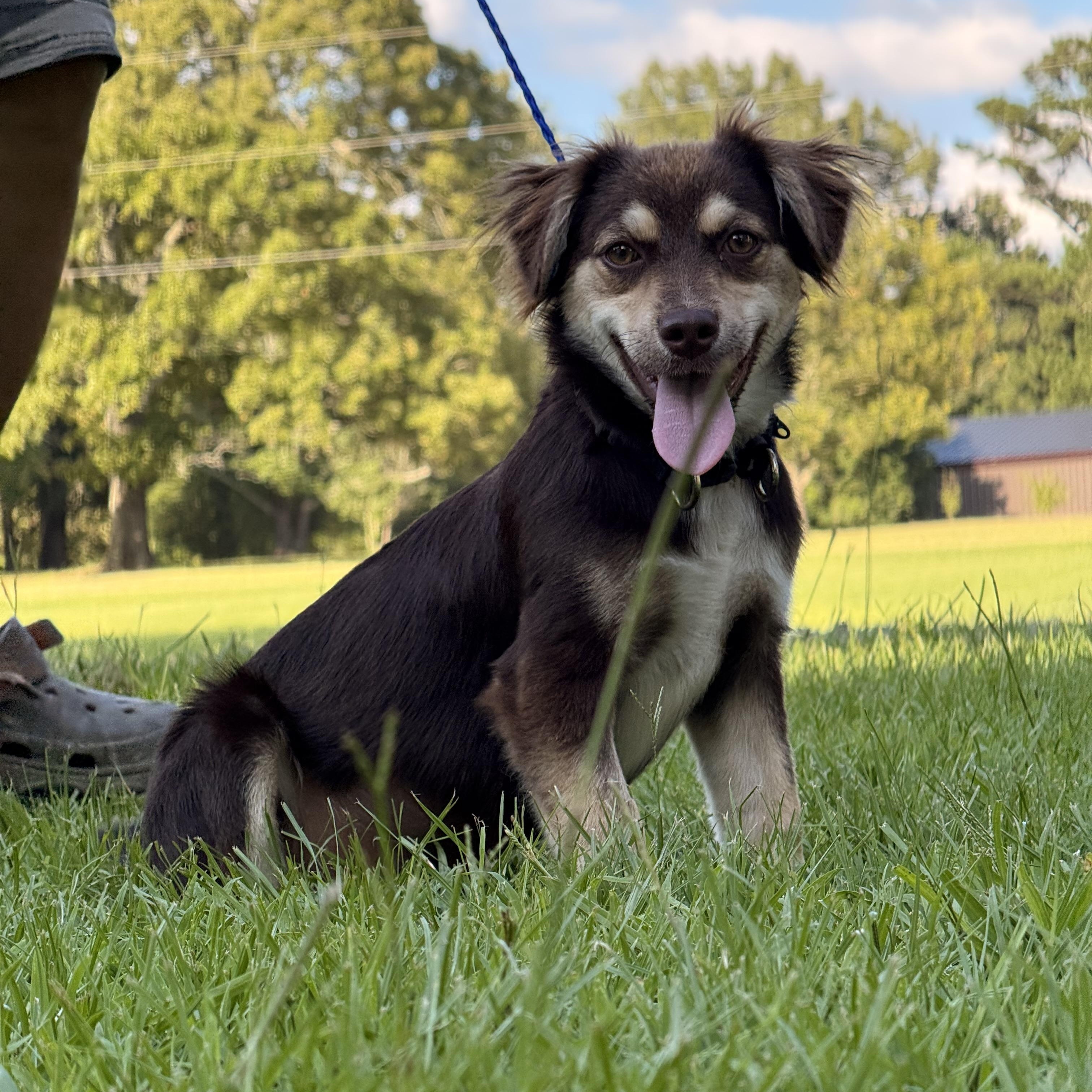 Enlarge Poppie, a ADOPTABLE mixed breed in Texarkana, TX image 6/6