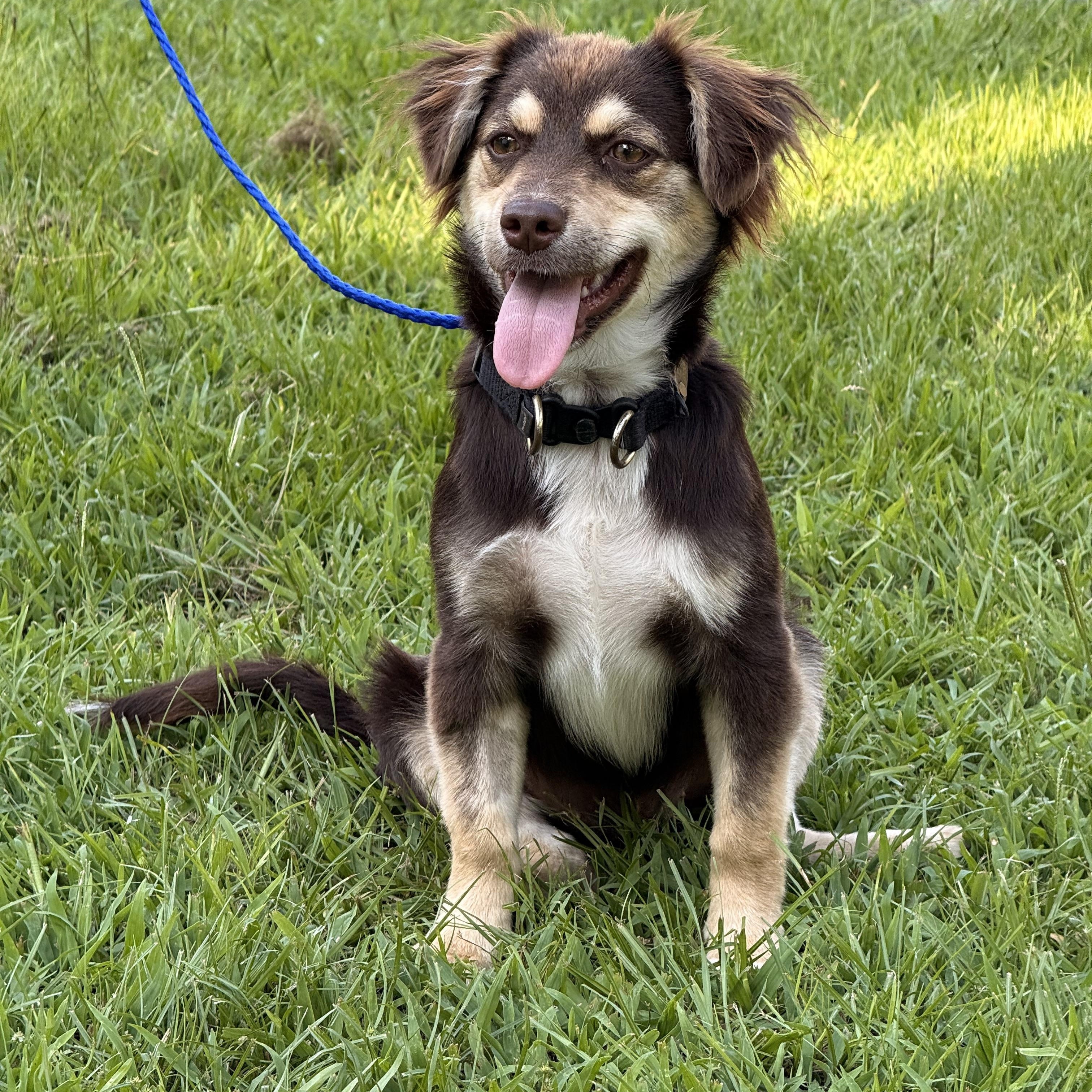 Enlarge Poppie, a ADOPTABLE mixed breed in Texarkana, TX image 5/6