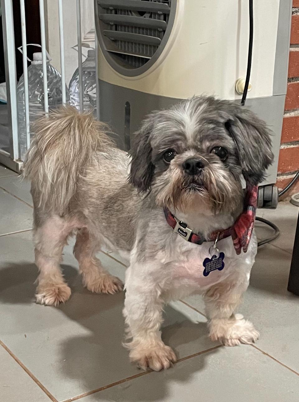 Enlarge Charlie, an adopted Shih Tzu in San Diego, CA image 1/1